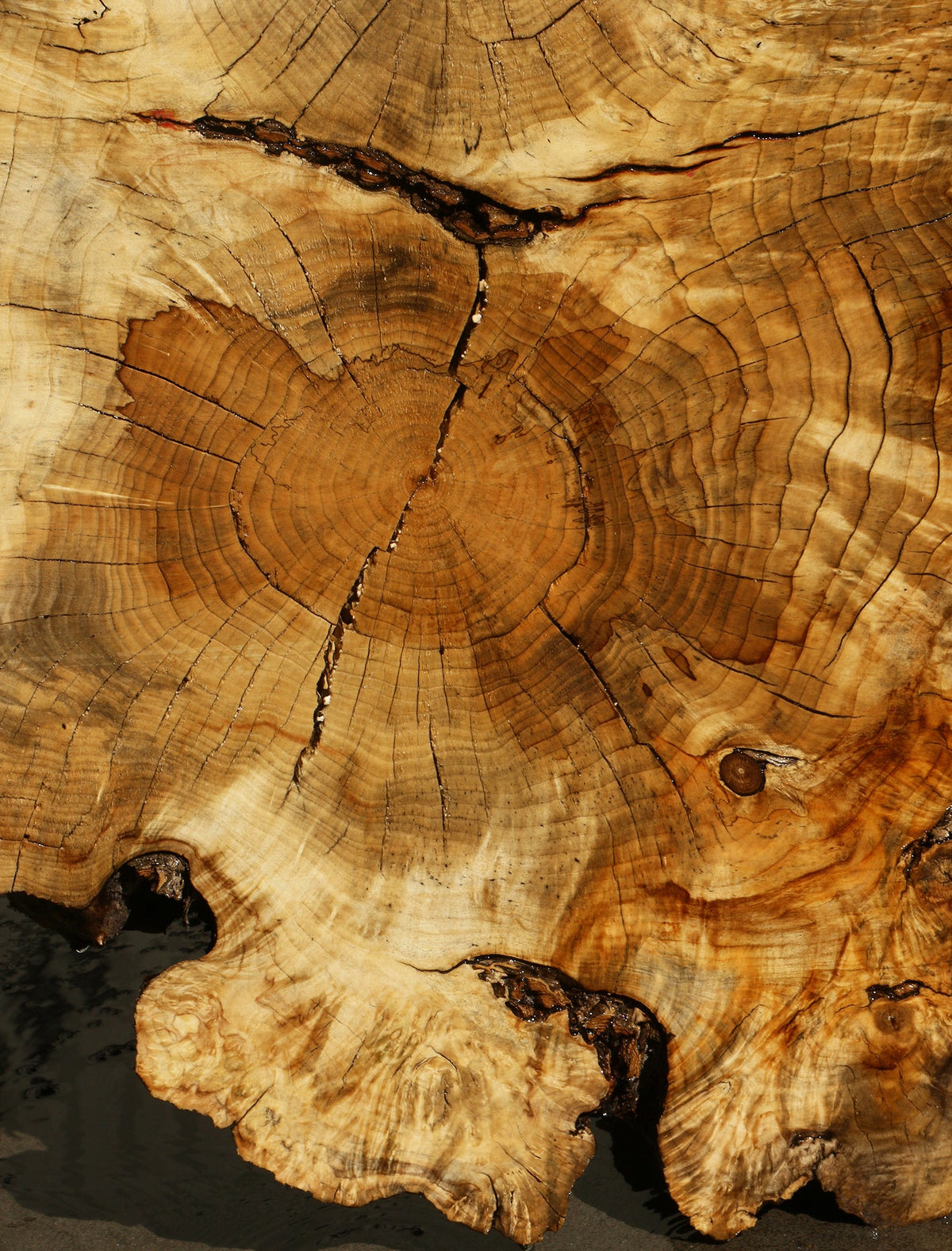 Box Elder Burl Cookie (Freight Shipping Required)