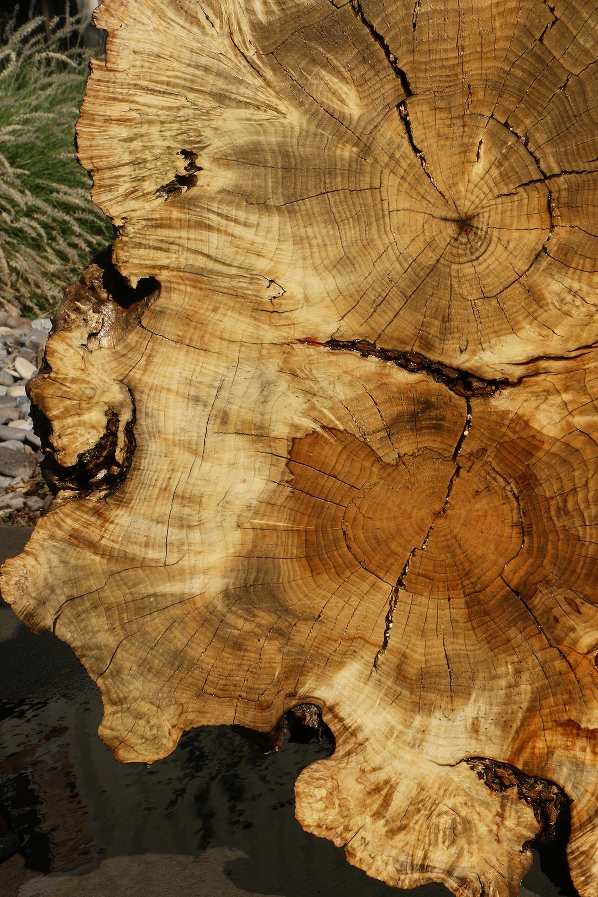 Box Elder Burl Cookie (Freight Shipping Required)