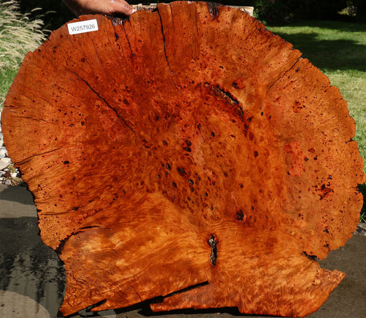 Madrone Burl Live Edge Mini Slab (Freight Shipping Required)