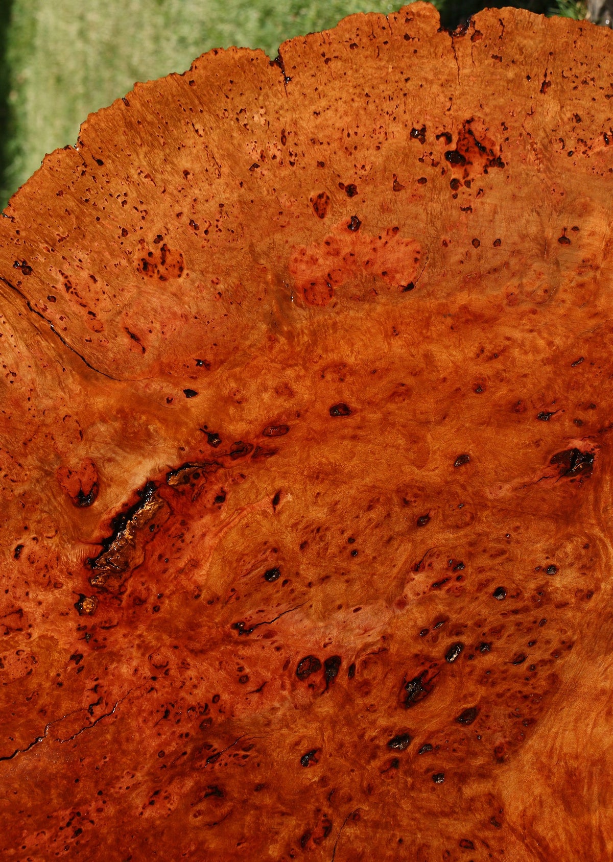Madrone Burl Live Edge Mini Slab (Freight Shipping Required)