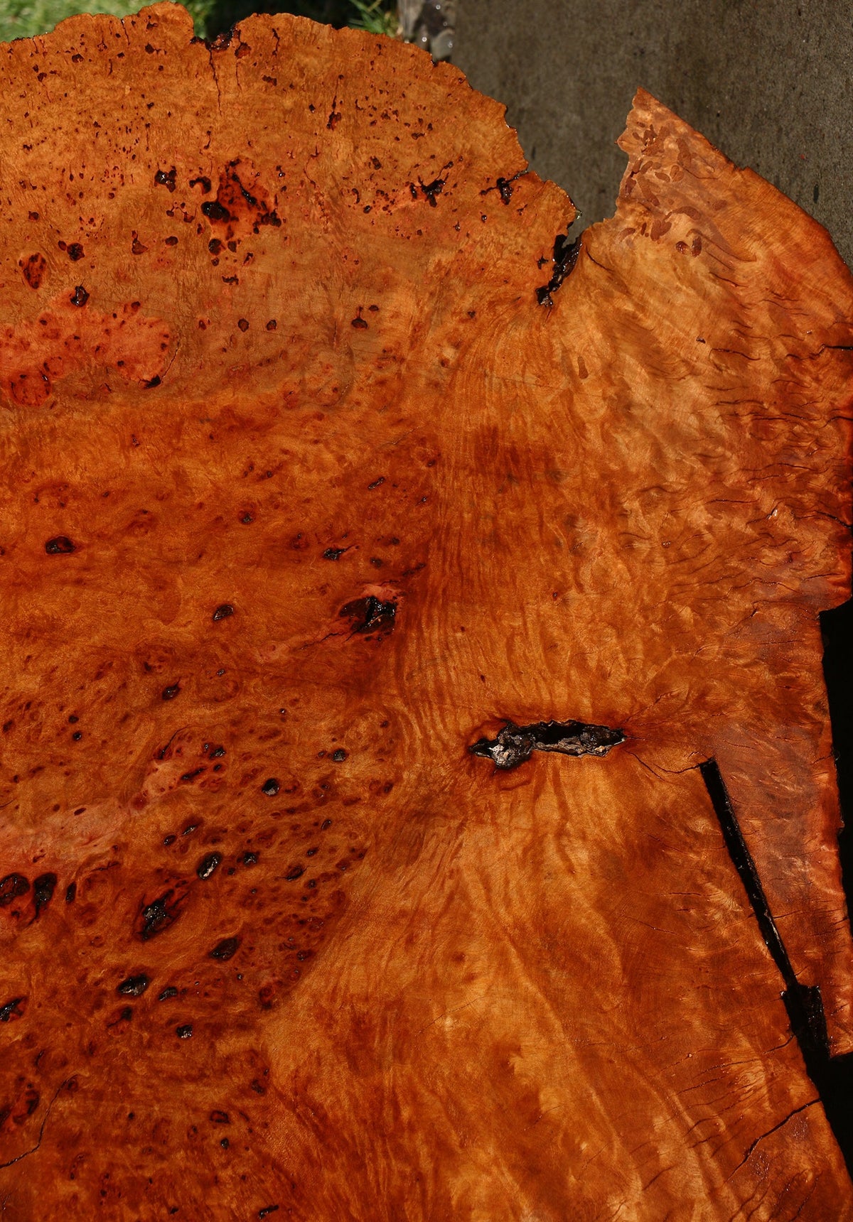 Madrone Burl Live Edge Mini Slab (Freight Shipping Required)