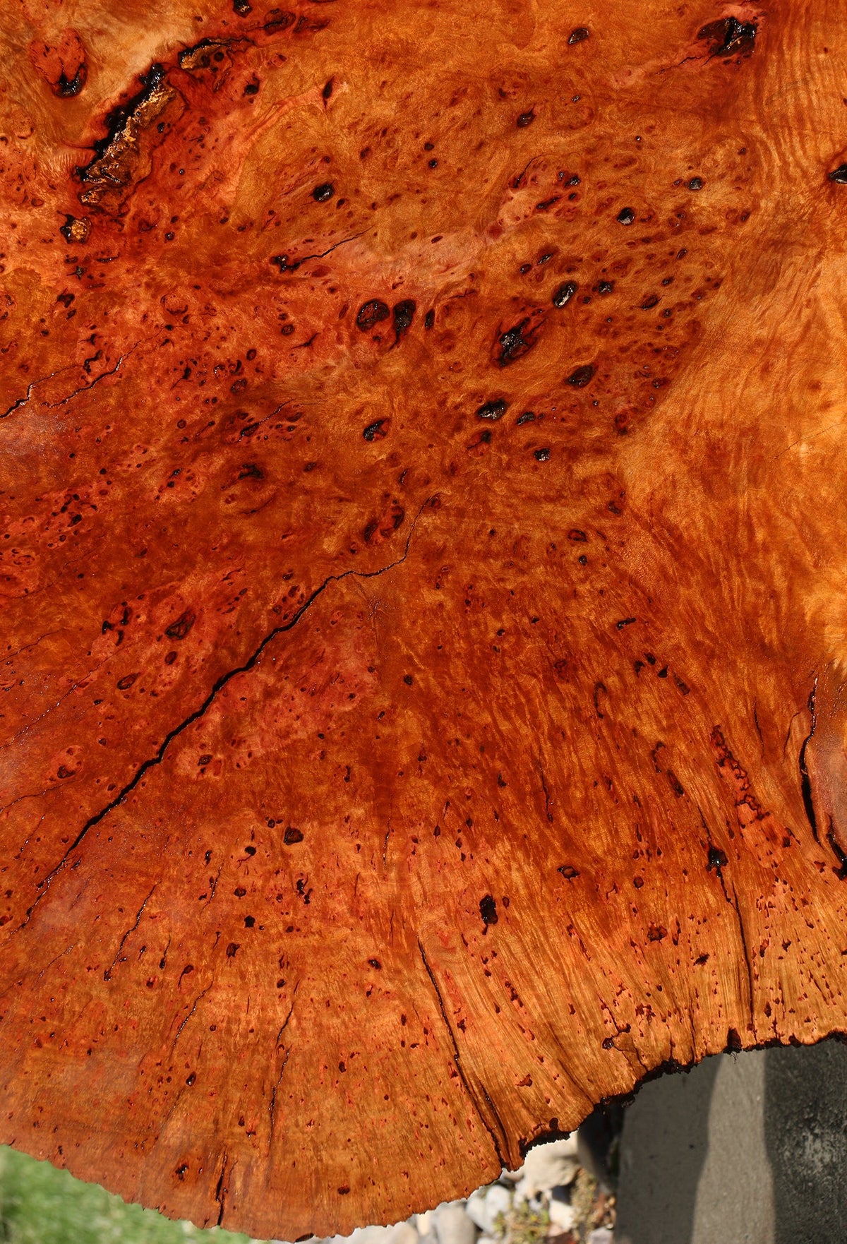 Madrone Burl Live Edge Mini Slab (Freight Shipping Required)