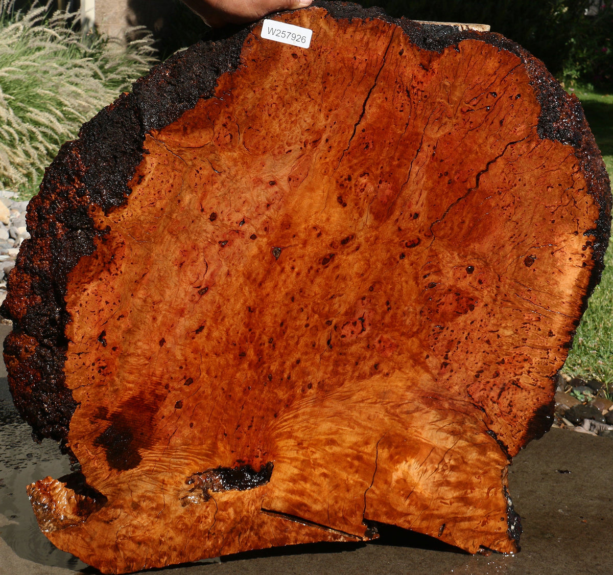 Madrone Burl Live Edge Mini Slab (Freight Shipping Required)