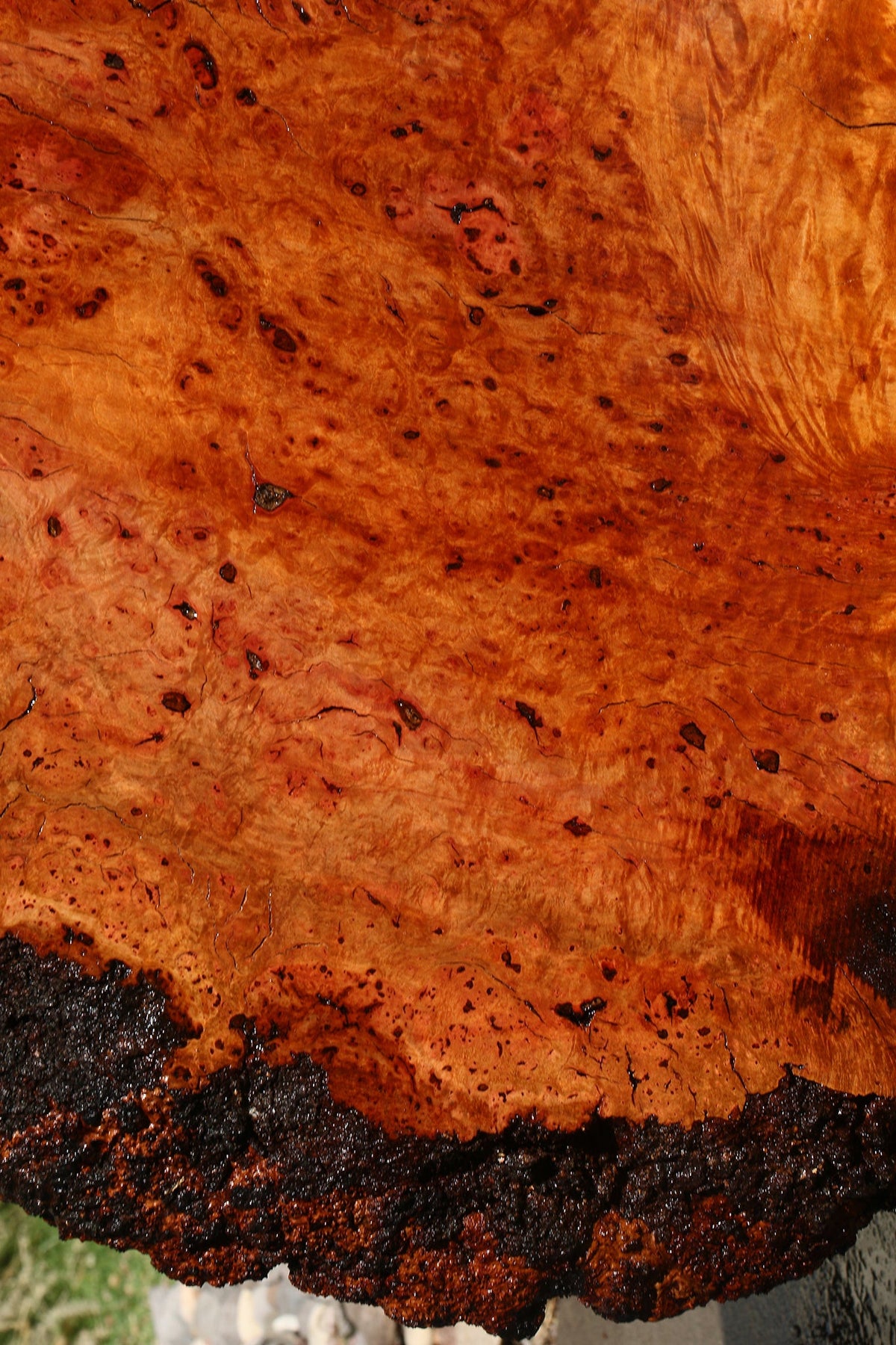 Madrone Burl Live Edge Mini Slab (Freight Shipping Required)