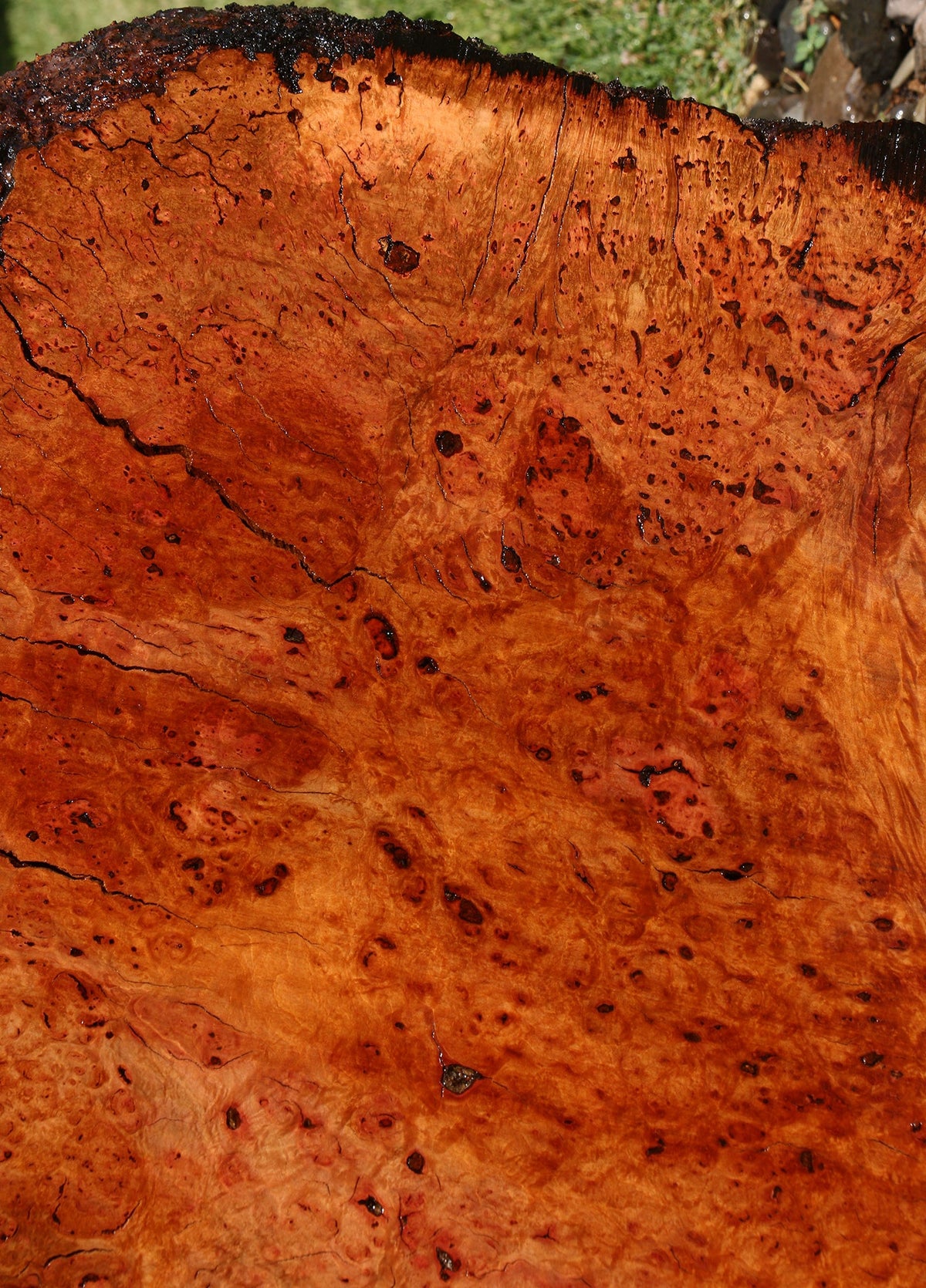 Madrone Burl Live Edge Mini Slab (Freight Shipping Required)