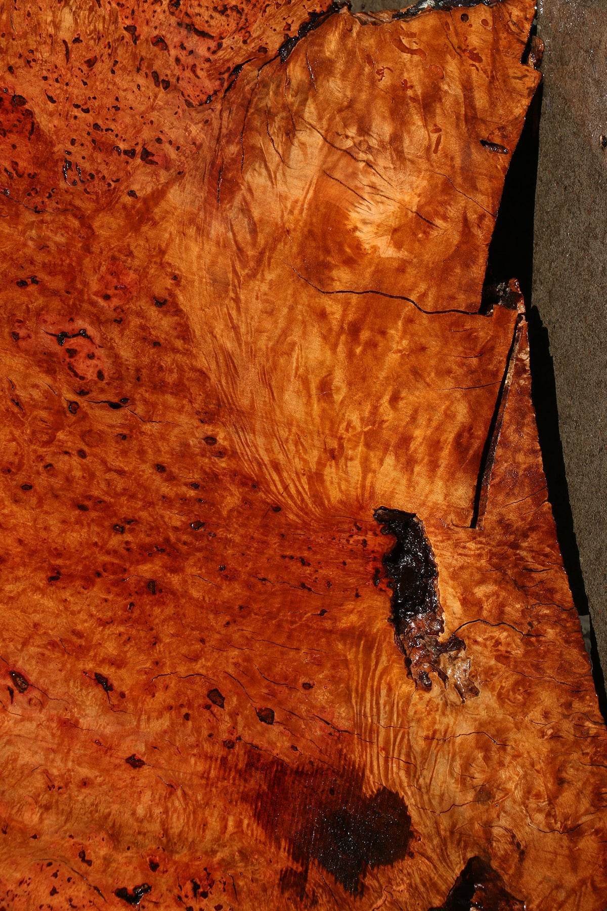 Madrone Burl Live Edge Mini Slab (Freight Shipping Required)