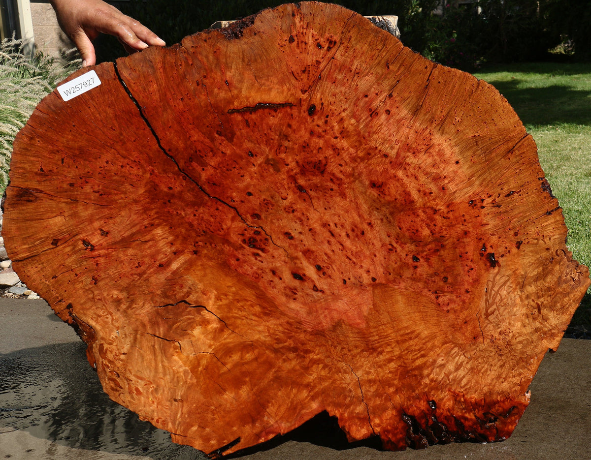 Rustic Madrone Burl Cookie (Freight Shipping Required)