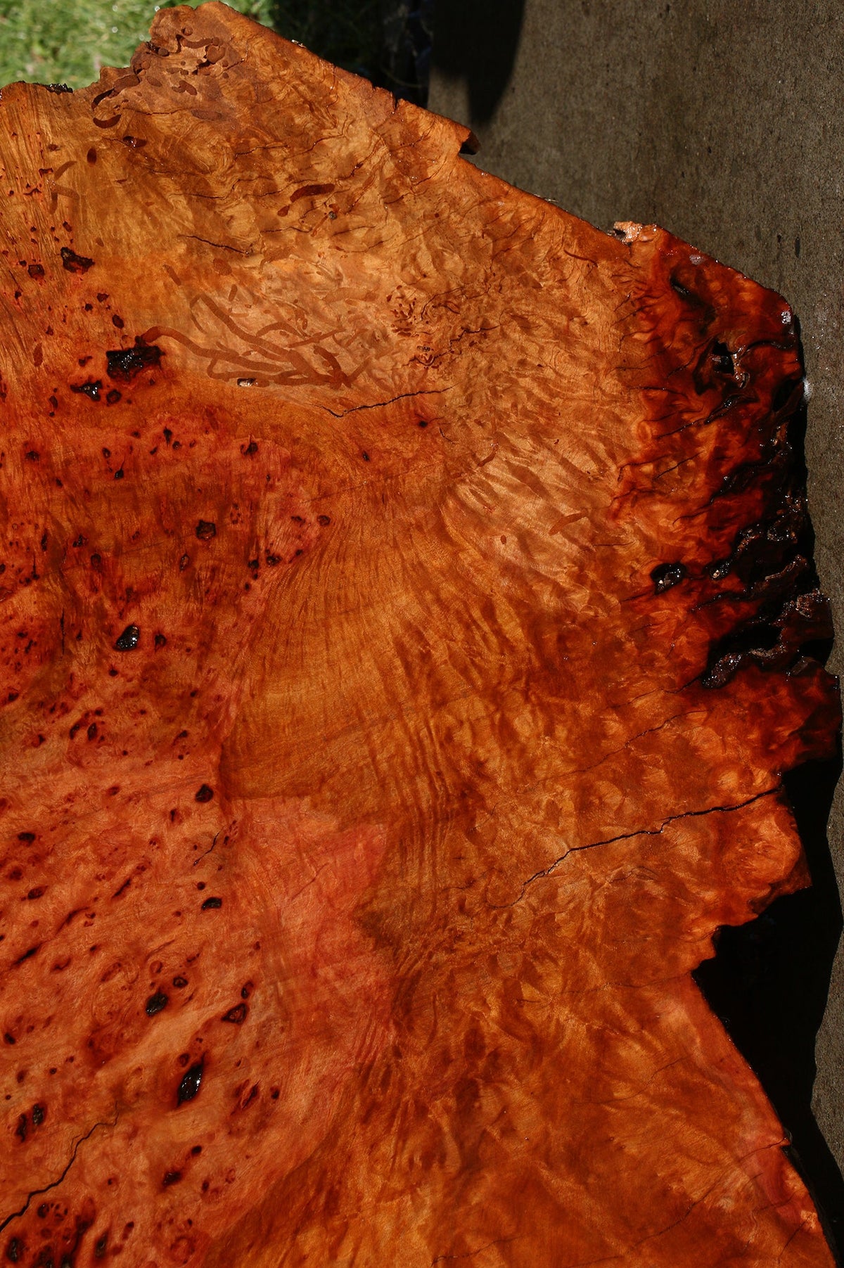 Rustic Madrone Burl Cookie (Freight Shipping Required)
