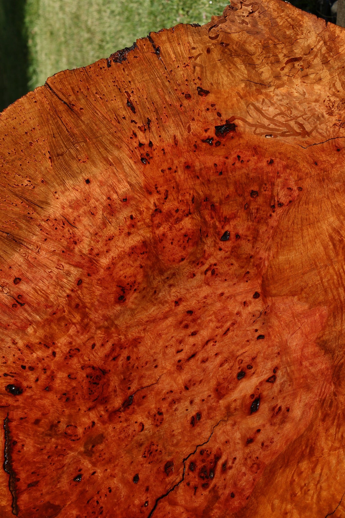 Rustic Madrone Burl Cookie (Freight Shipping Required)
