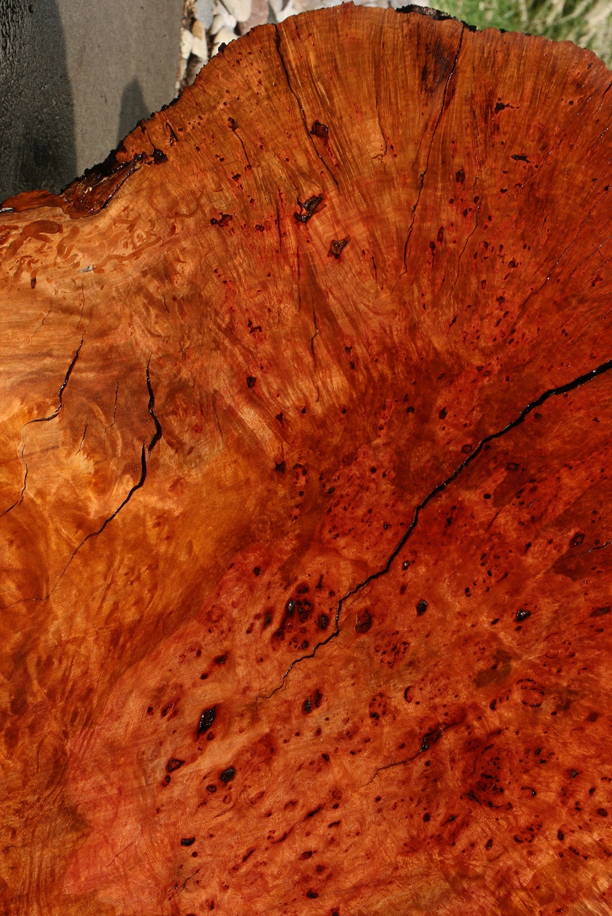 Rustic Madrone Burl Cookie (Freight Shipping Required)
