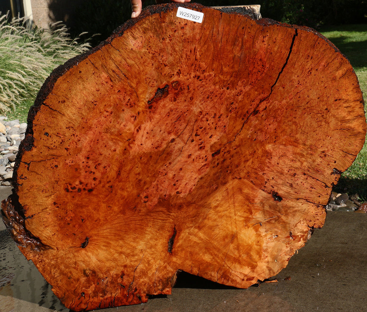 Rustic Madrone Burl Cookie (Freight Shipping Required)
