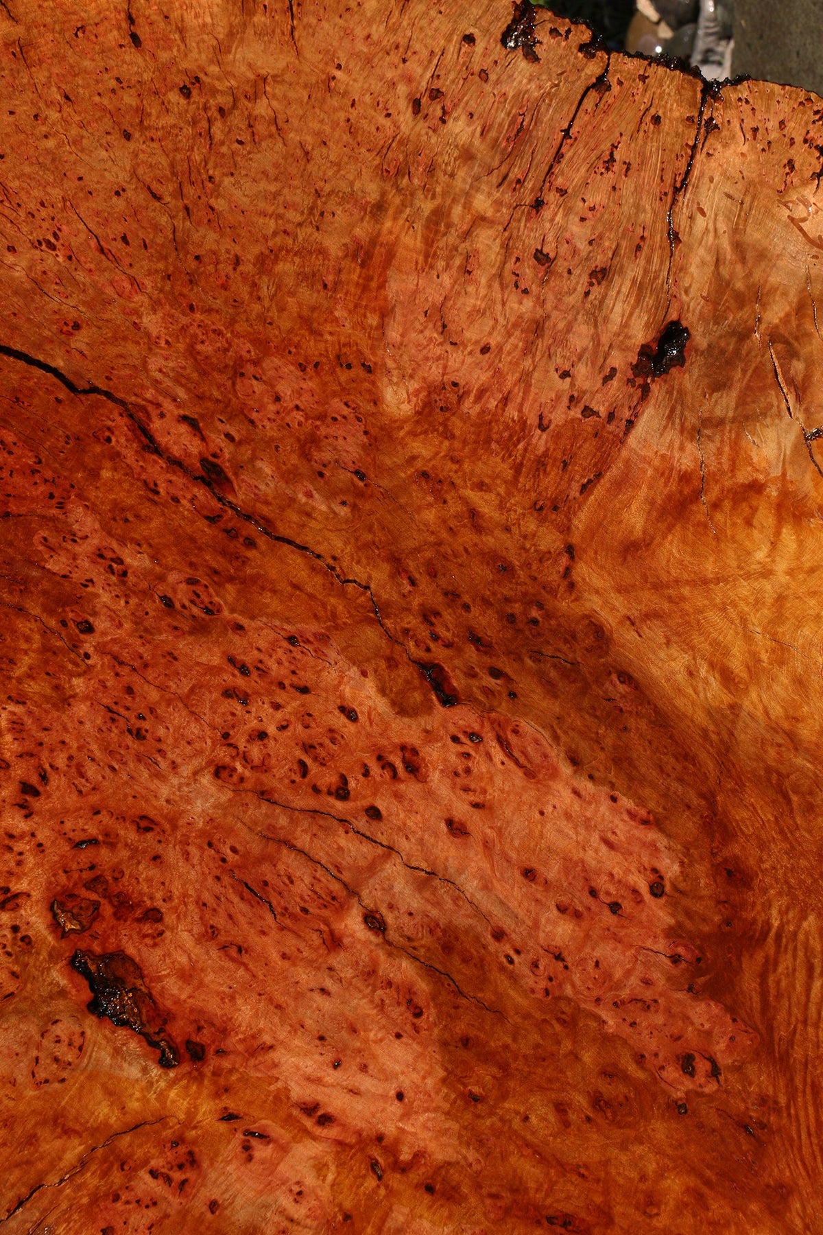 Rustic Madrone Burl Cookie (Freight Shipping Required)