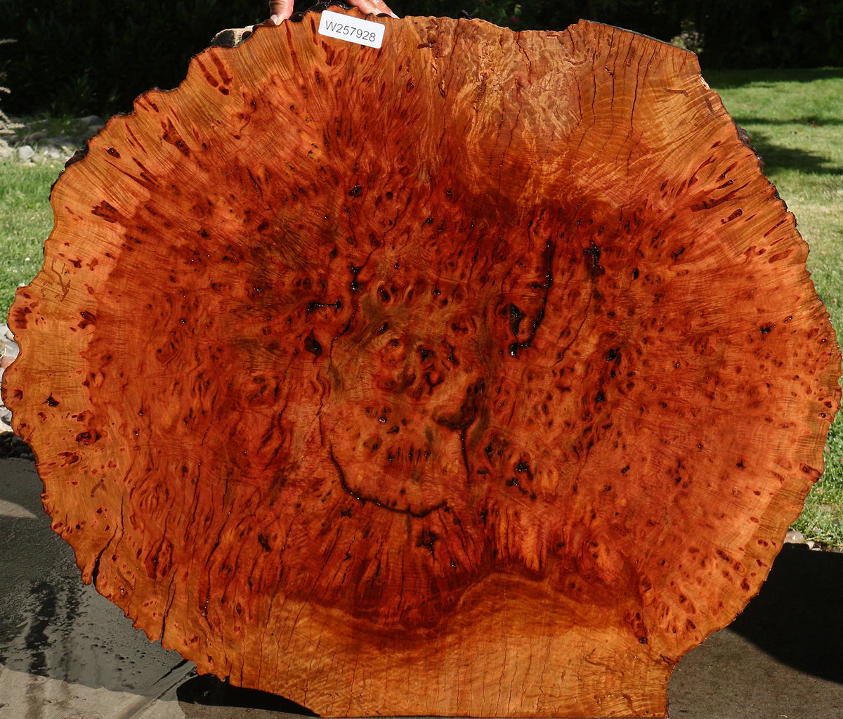 Rustic Madrone Burl Cookie (Freight Shipping Required)