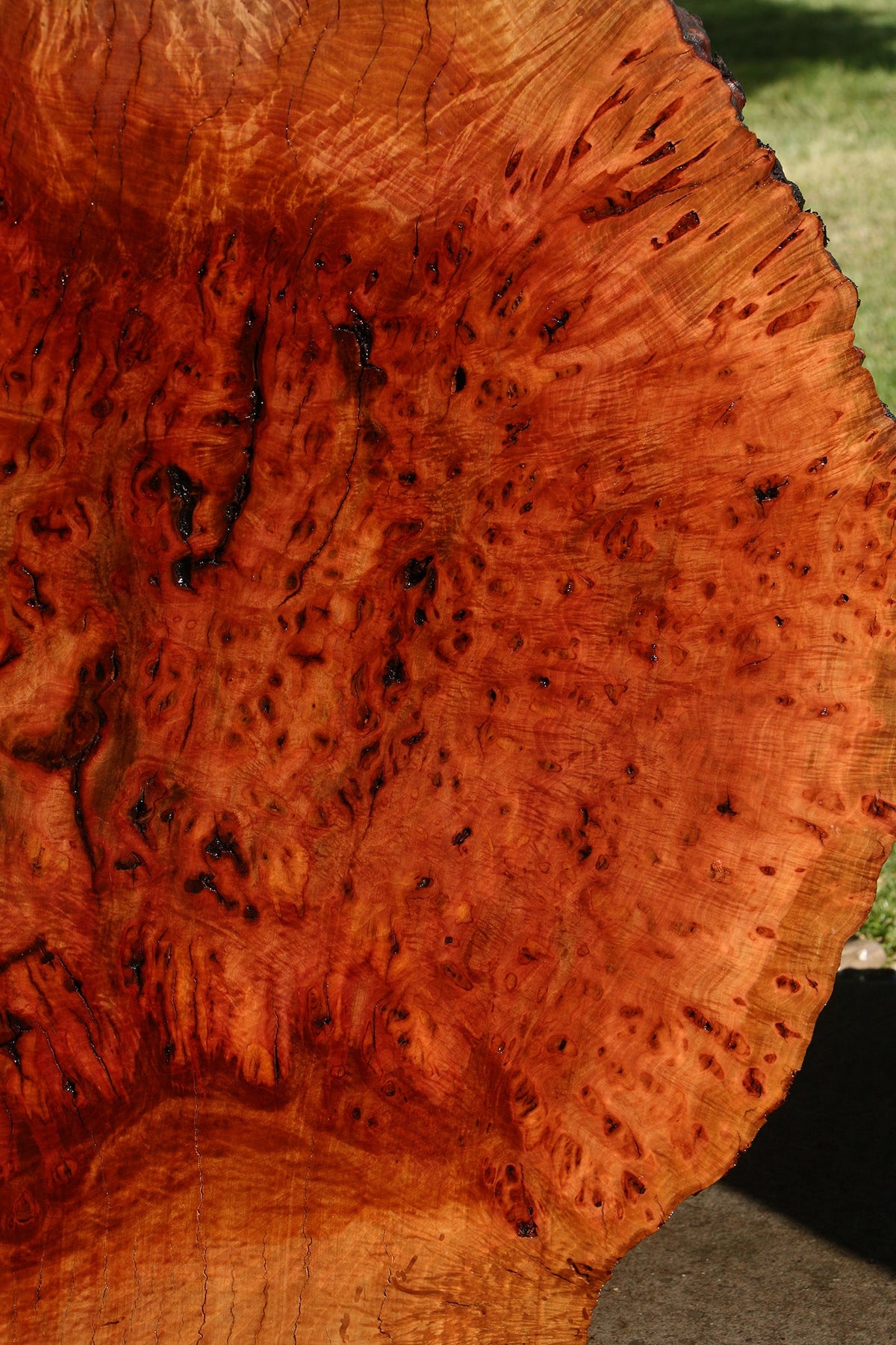 Rustic Madrone Burl Cookie (Freight Shipping Required)