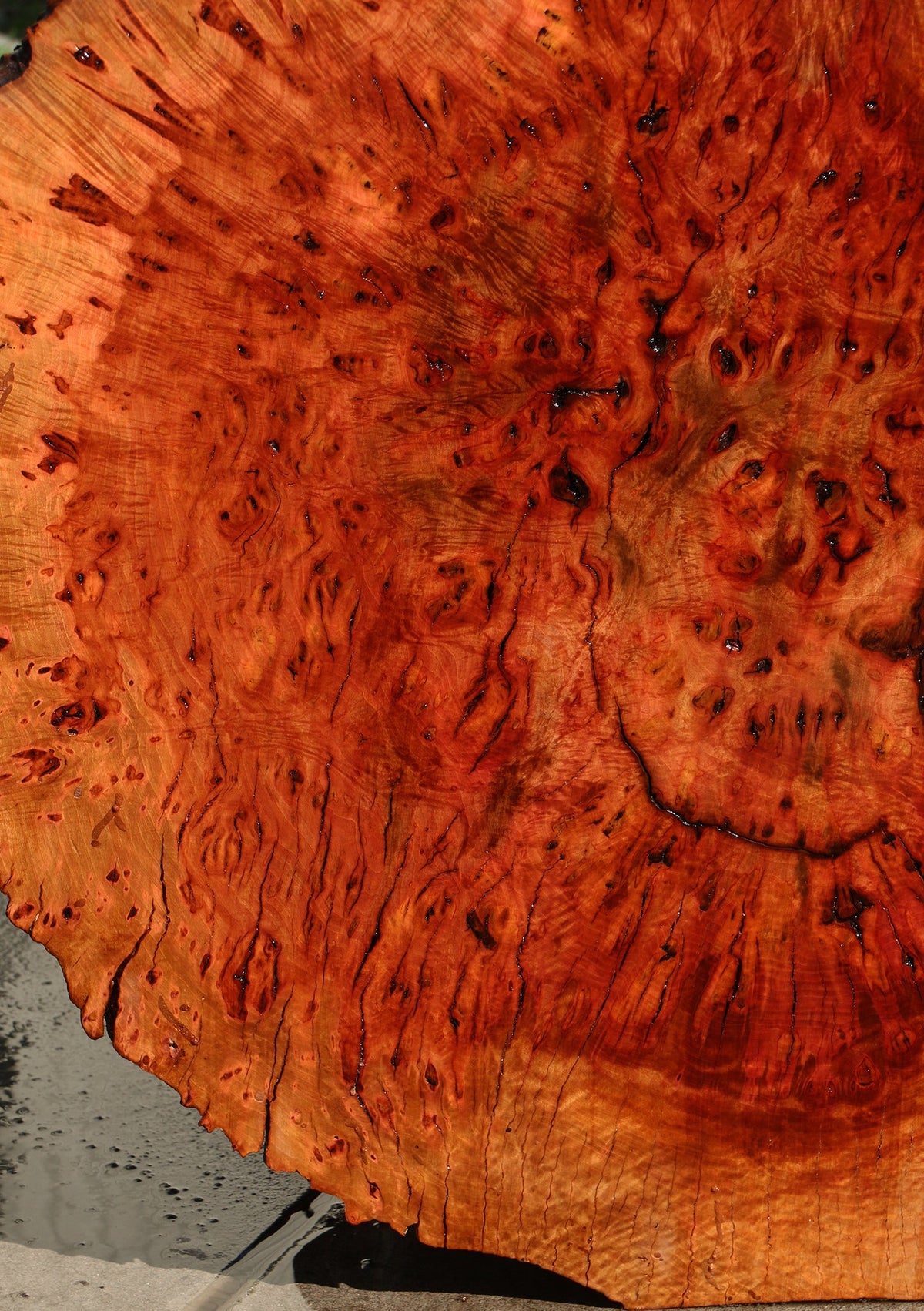 Rustic Madrone Burl Cookie (Freight Shipping Required)