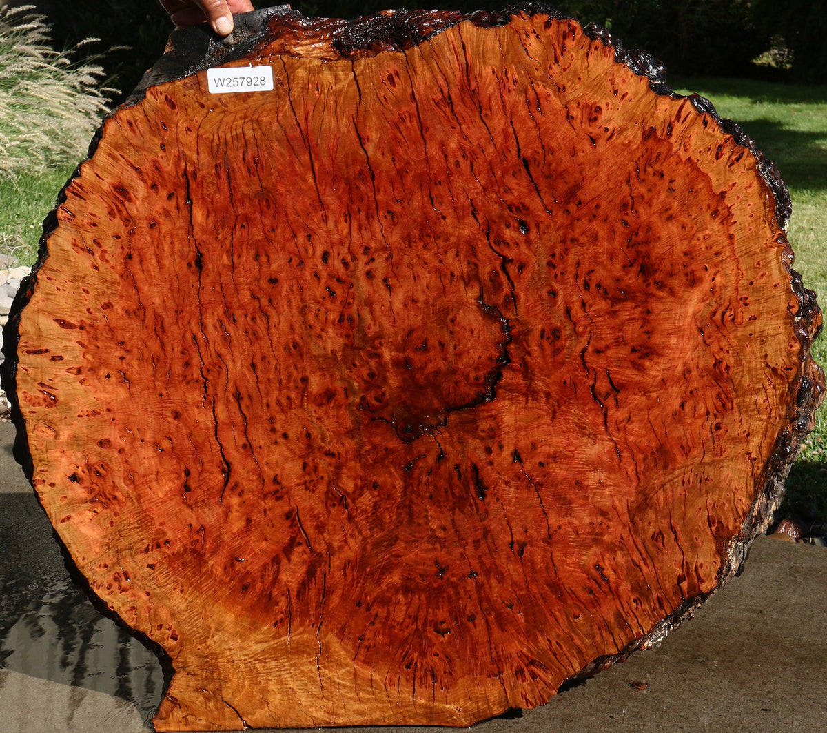 Rustic Madrone Burl Cookie (Freight Shipping Required)
