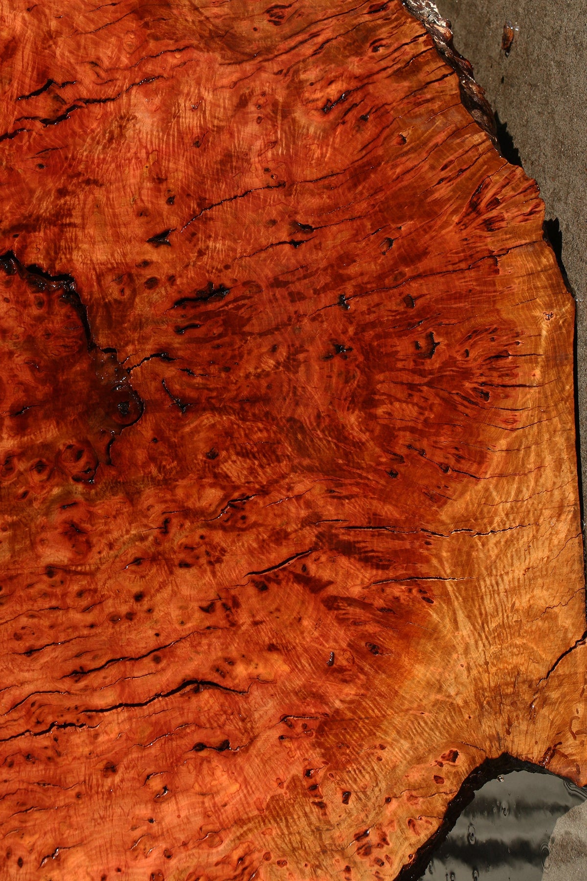 Rustic Madrone Burl Cookie (Freight Shipping Required)