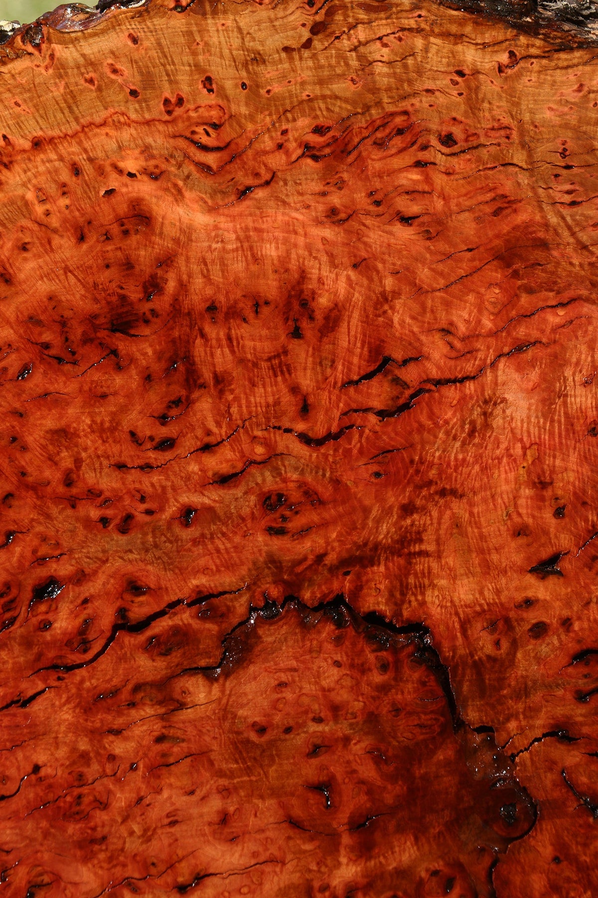 Rustic Madrone Burl Cookie (Freight Shipping Required)