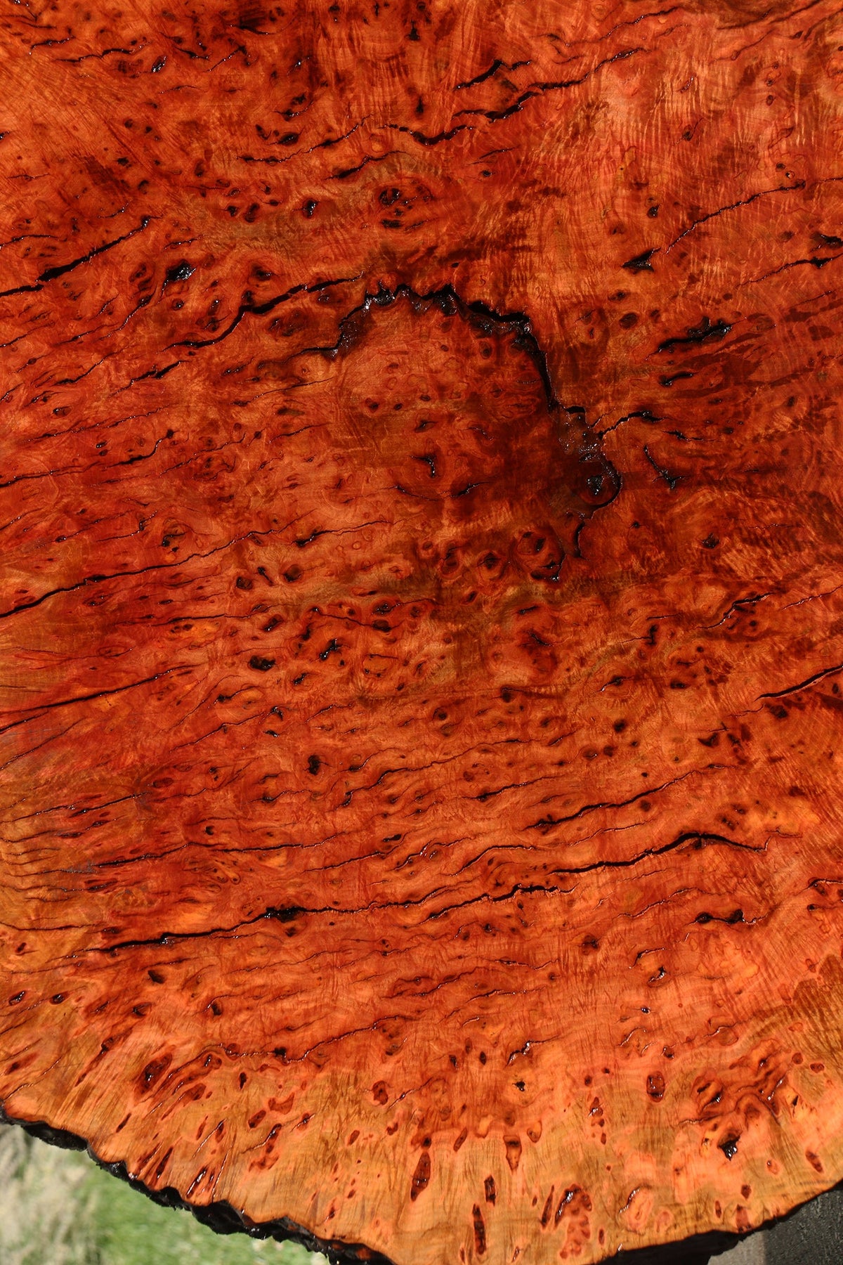 Rustic Madrone Burl Cookie (Freight Shipping Required)