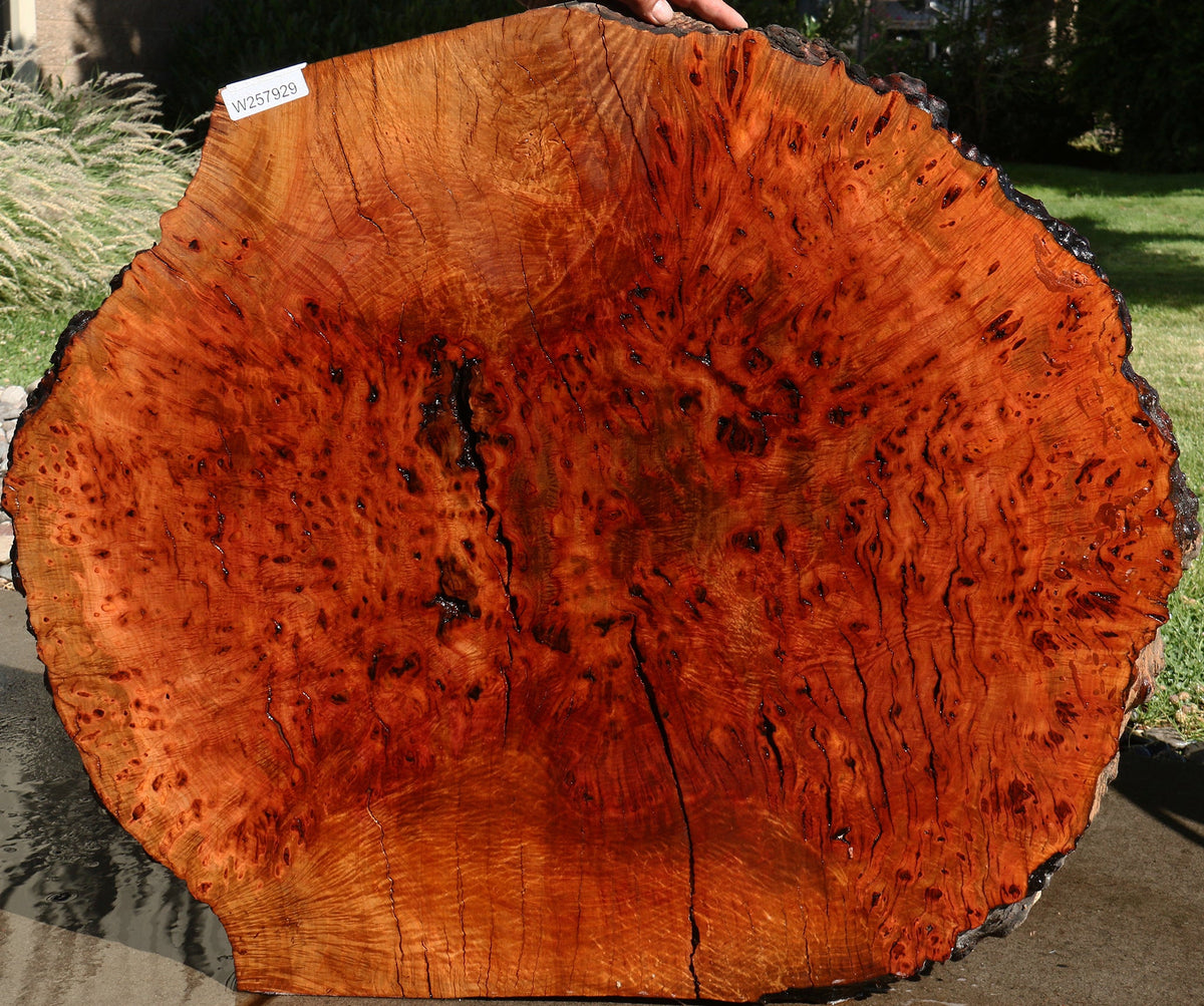 Rustic Madrone Burl Live Edge Slice (Freight Shipping Required)
