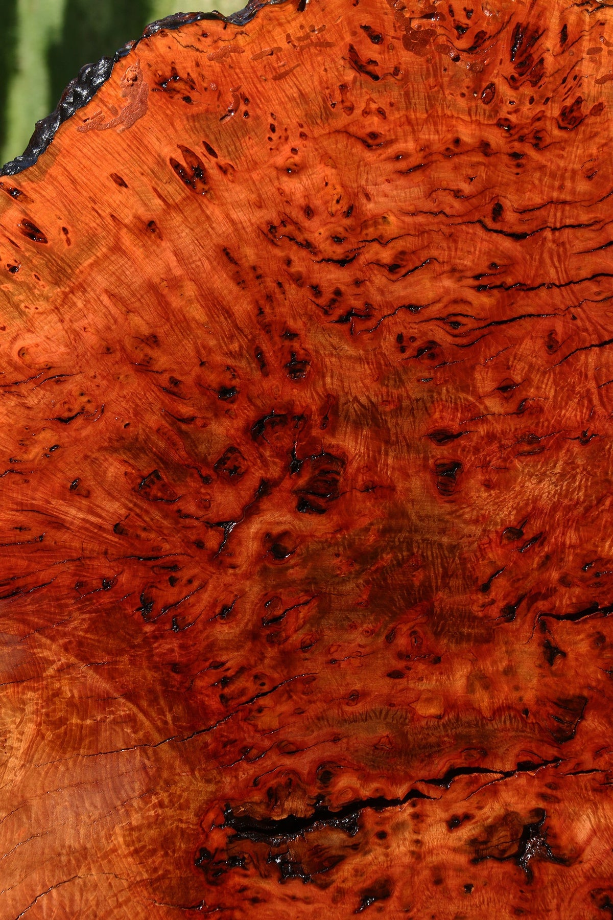 Rustic Madrone Burl Live Edge Slice (Freight Shipping Required)