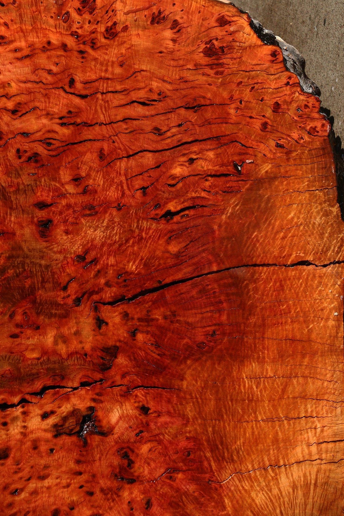 Rustic Madrone Burl Live Edge Slice (Freight Shipping Required)