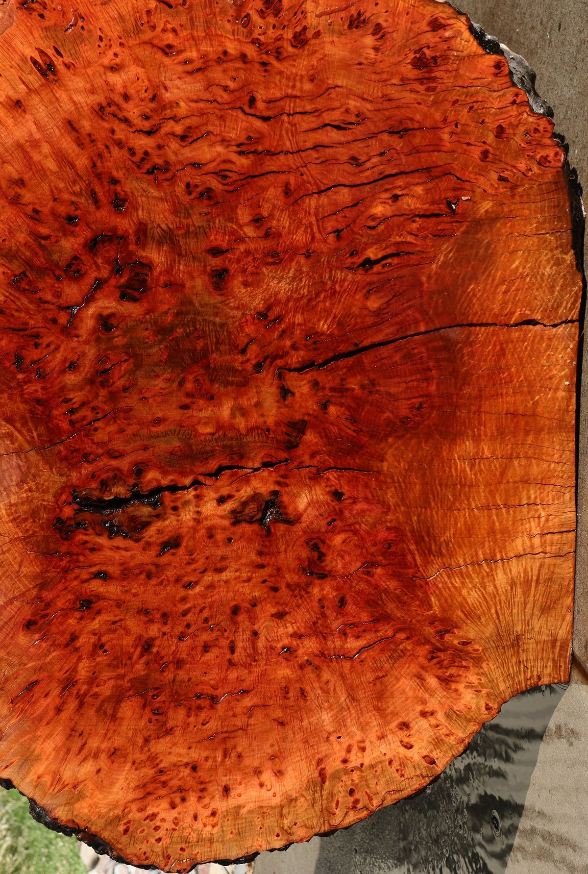 Rustic Madrone Burl Live Edge Slice (Freight Shipping Required)