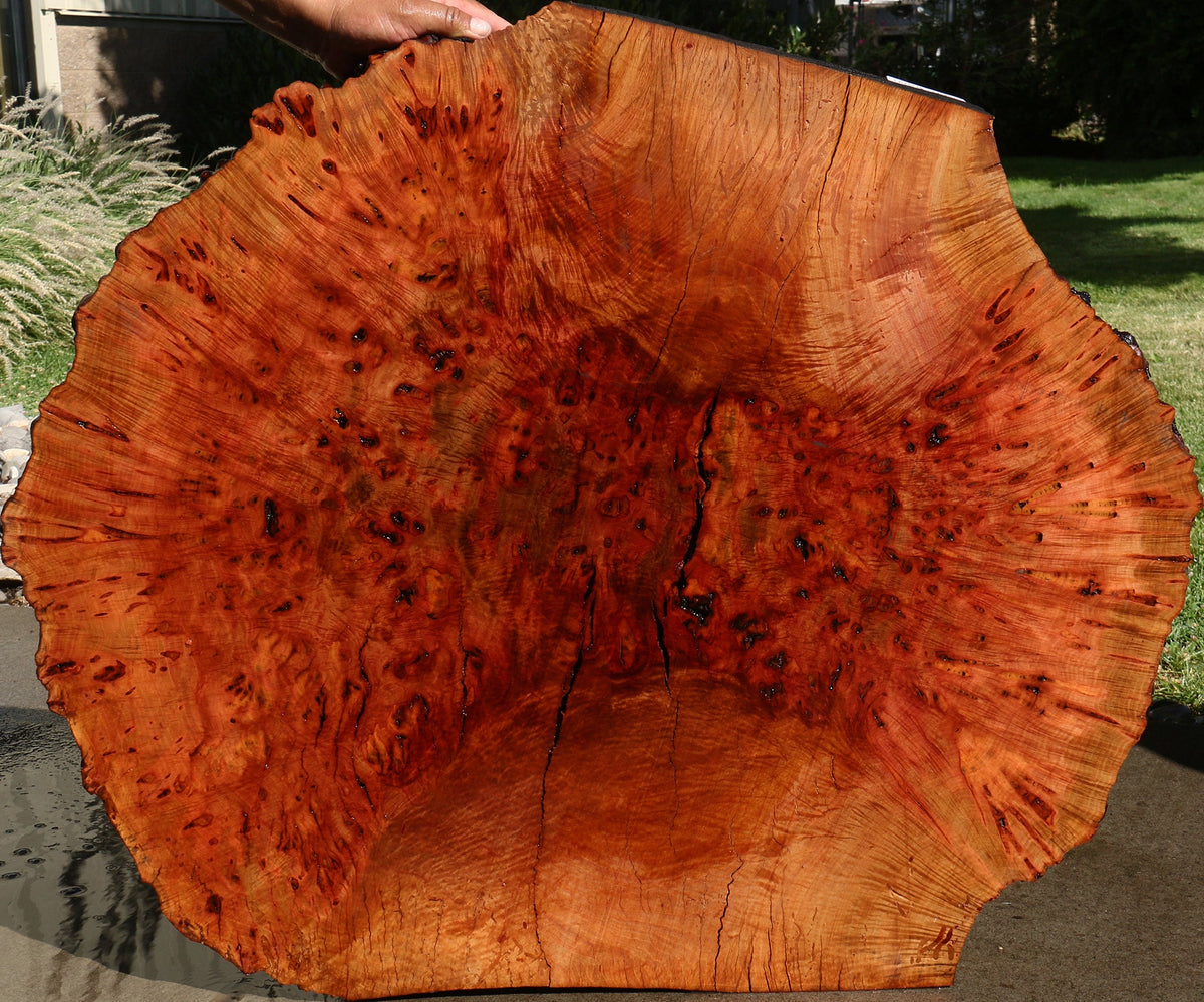 Rustic Madrone Burl Live Edge Slice (Freight Shipping Required)