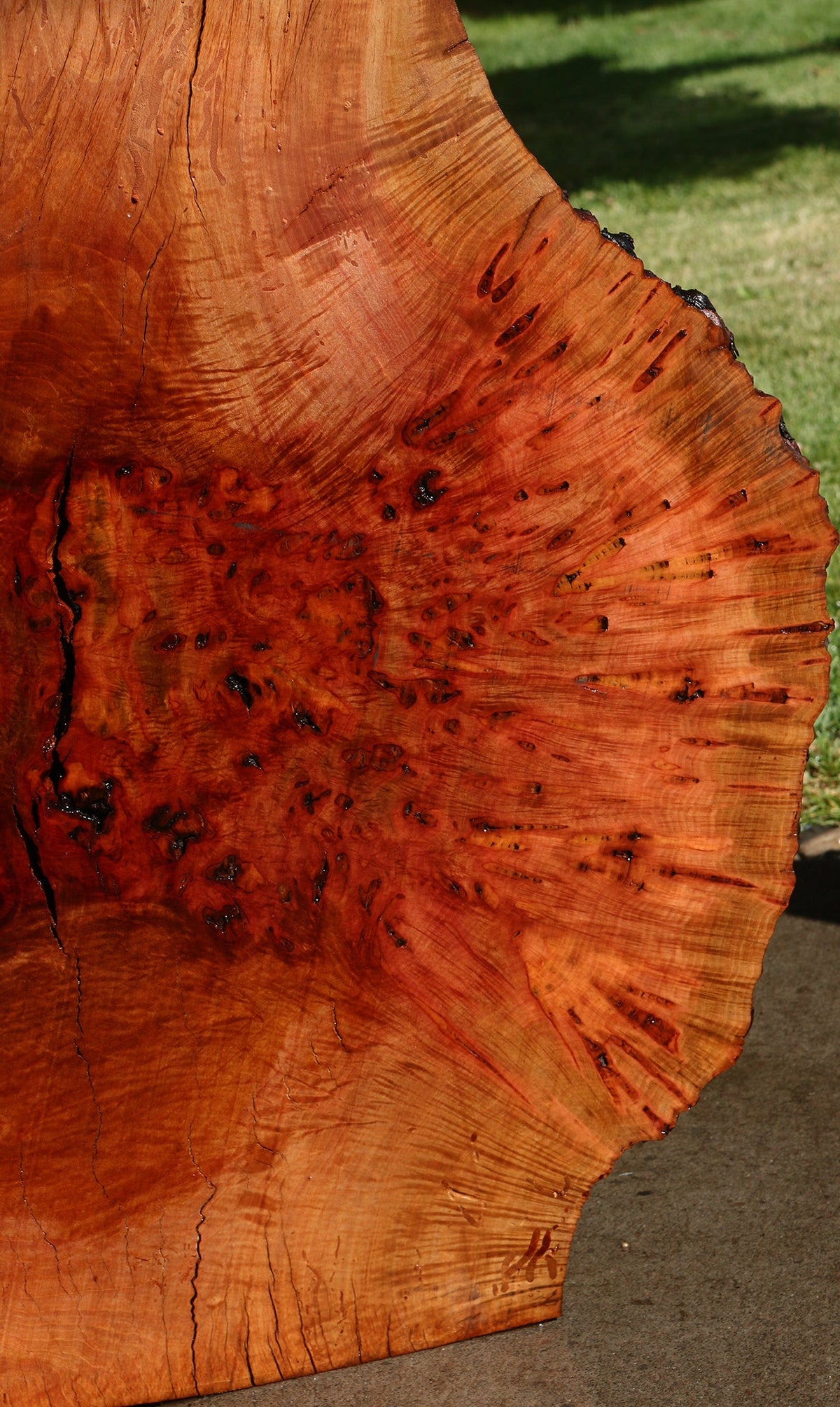 Rustic Madrone Burl Live Edge Slice (Freight Shipping Required)