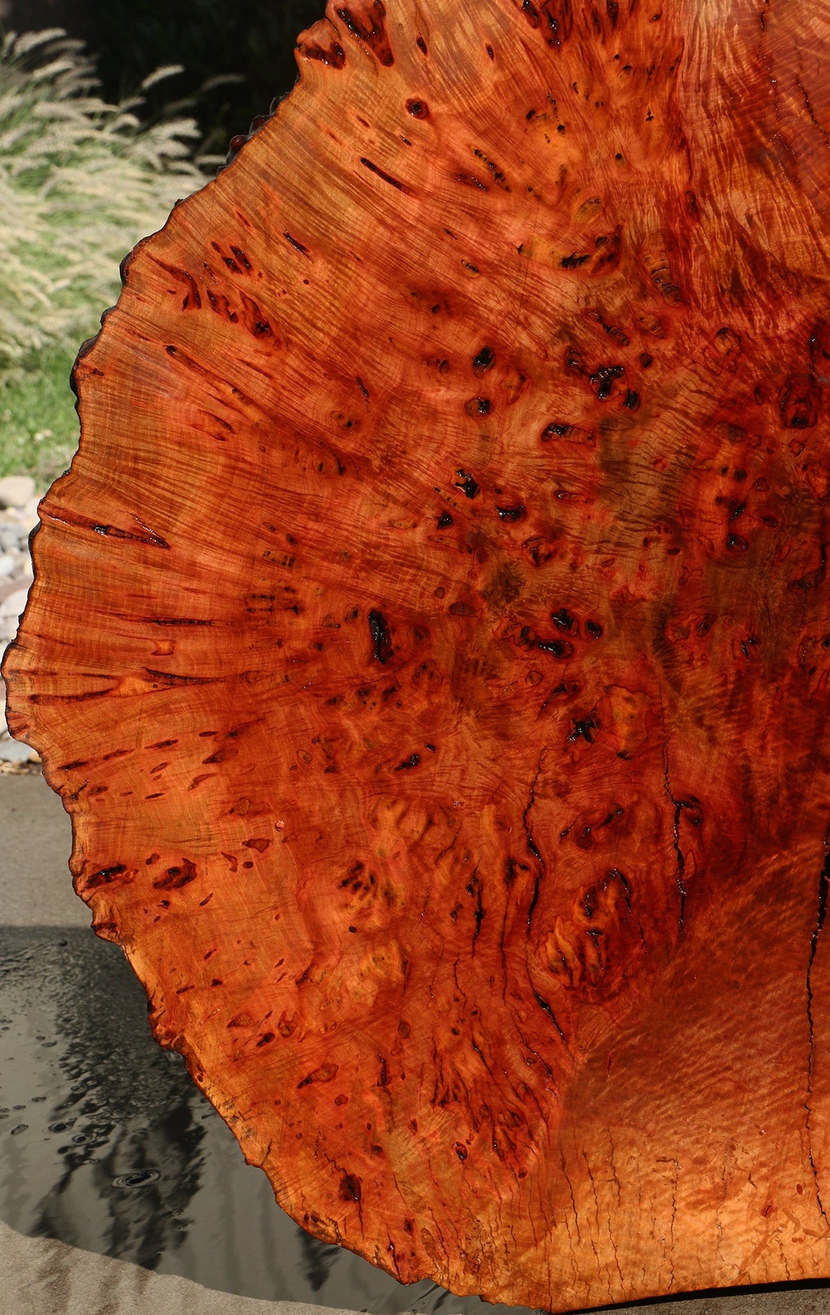 Rustic Madrone Burl Live Edge Slice (Freight Shipping Required)