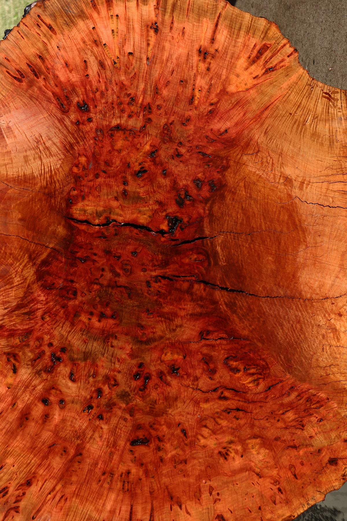 Rustic Madrone Burl Live Edge Slice (Freight Shipping Required)