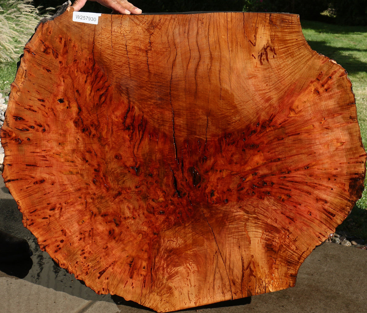 Rustic Madrone Burl Live Edge Slice (Freight Shipping Required)