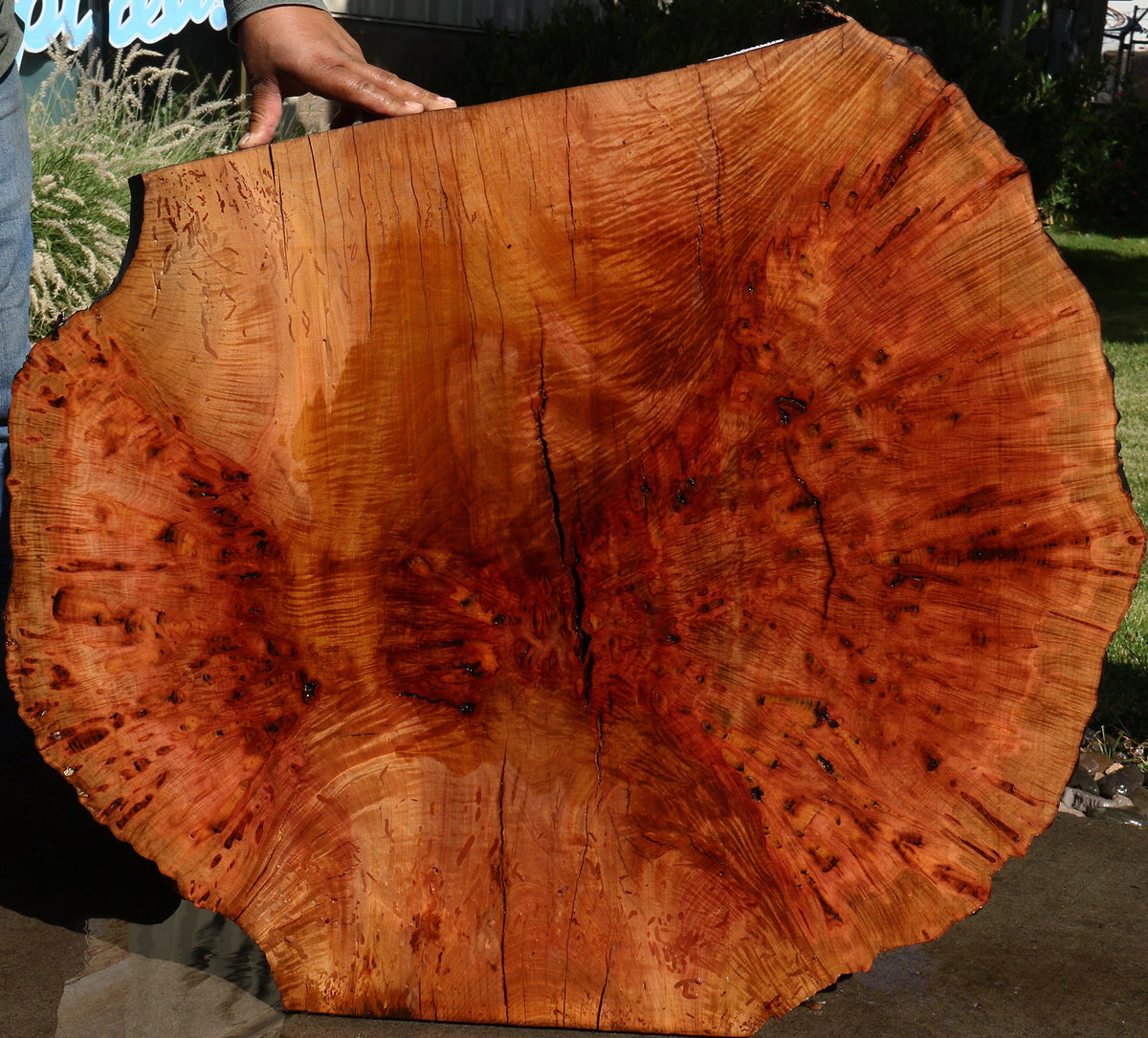 Rustic Madrone Burl Live Edge Slice (Freight Shipping Required)