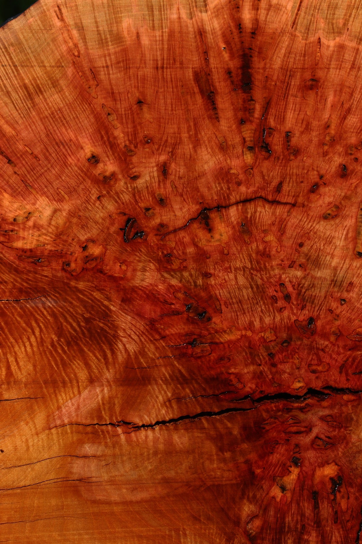 Rustic Madrone Burl Live Edge Slice (Freight Shipping Required)