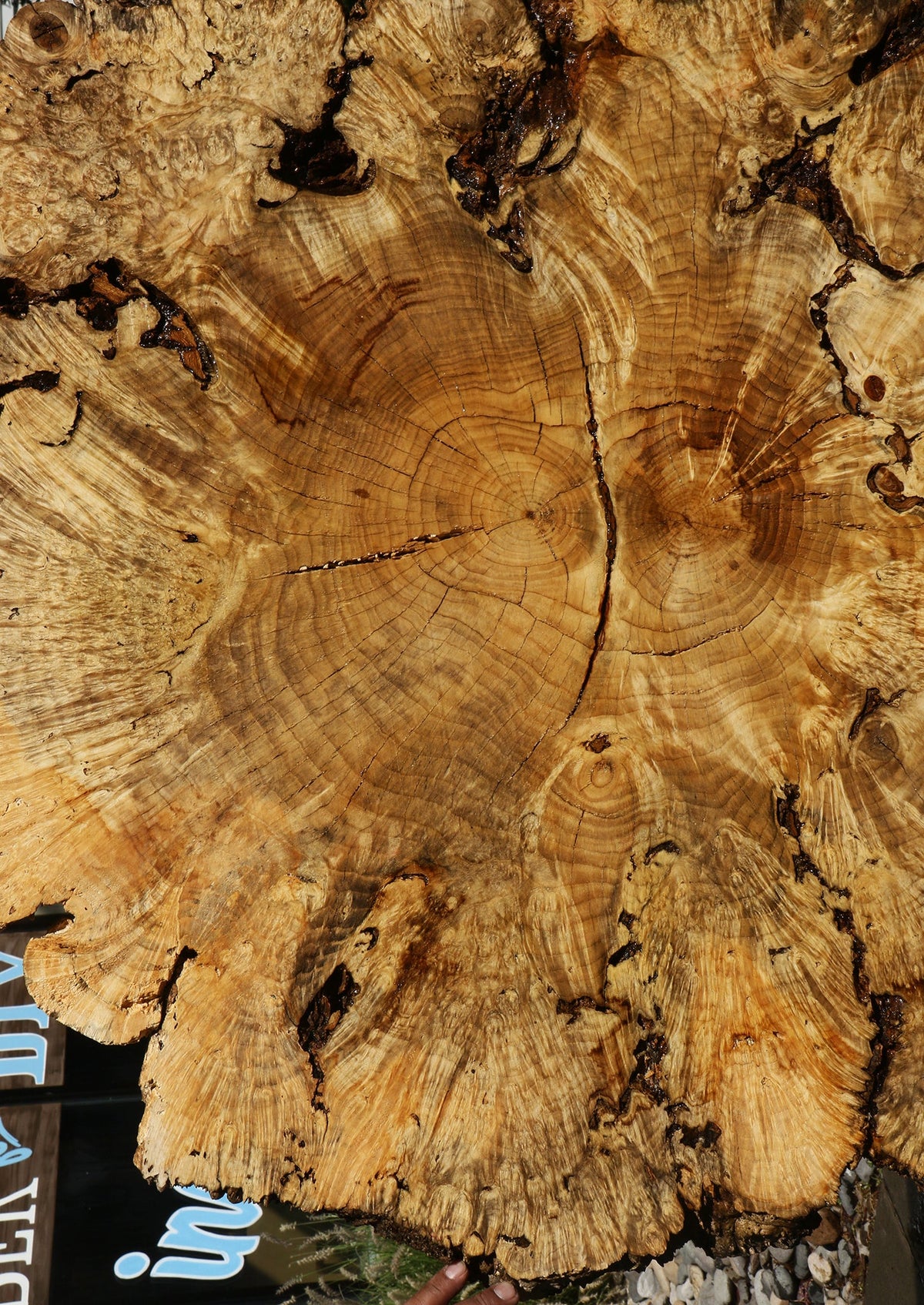 Rustic Box Elder Burl Cookie