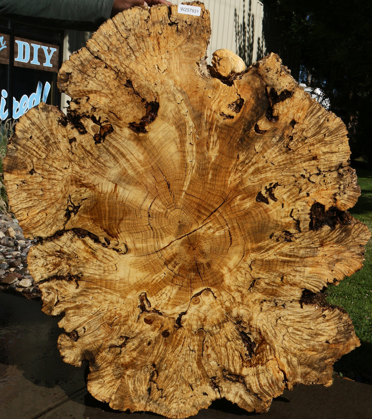 Rustic Box Elder Burl Cookie