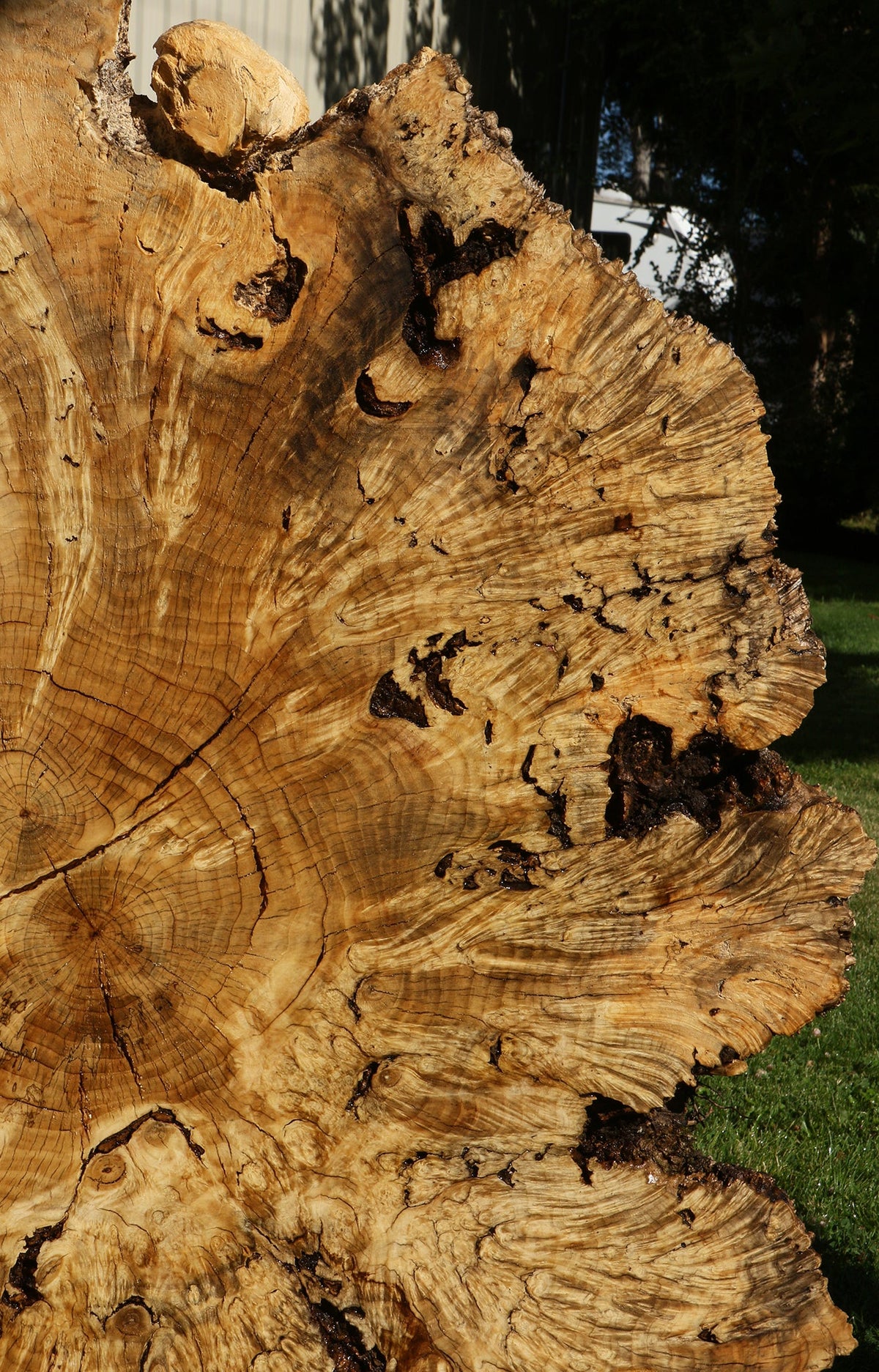 Rustic Box Elder Burl Cookie
