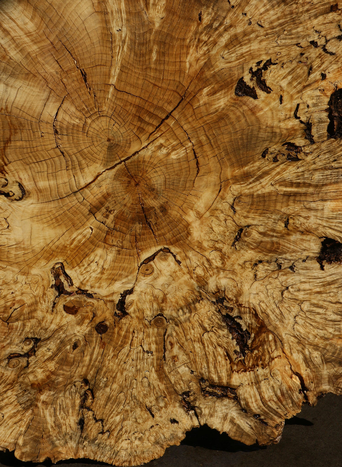 Rustic Box Elder Burl Cookie