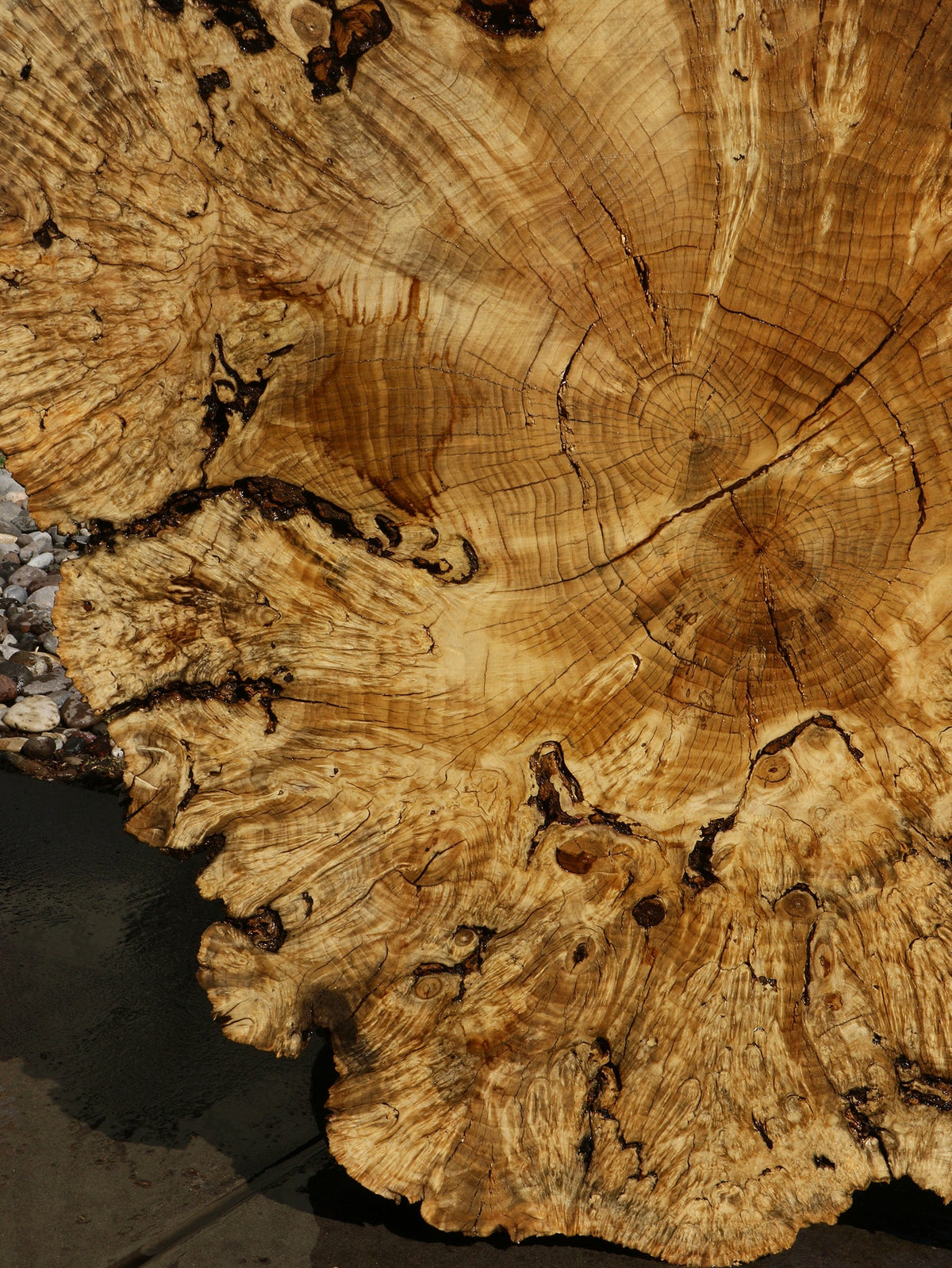 Rustic Box Elder Burl Cookie