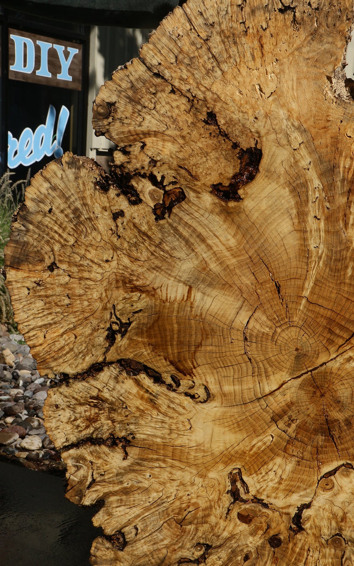 Rustic Box Elder Burl Cookie
