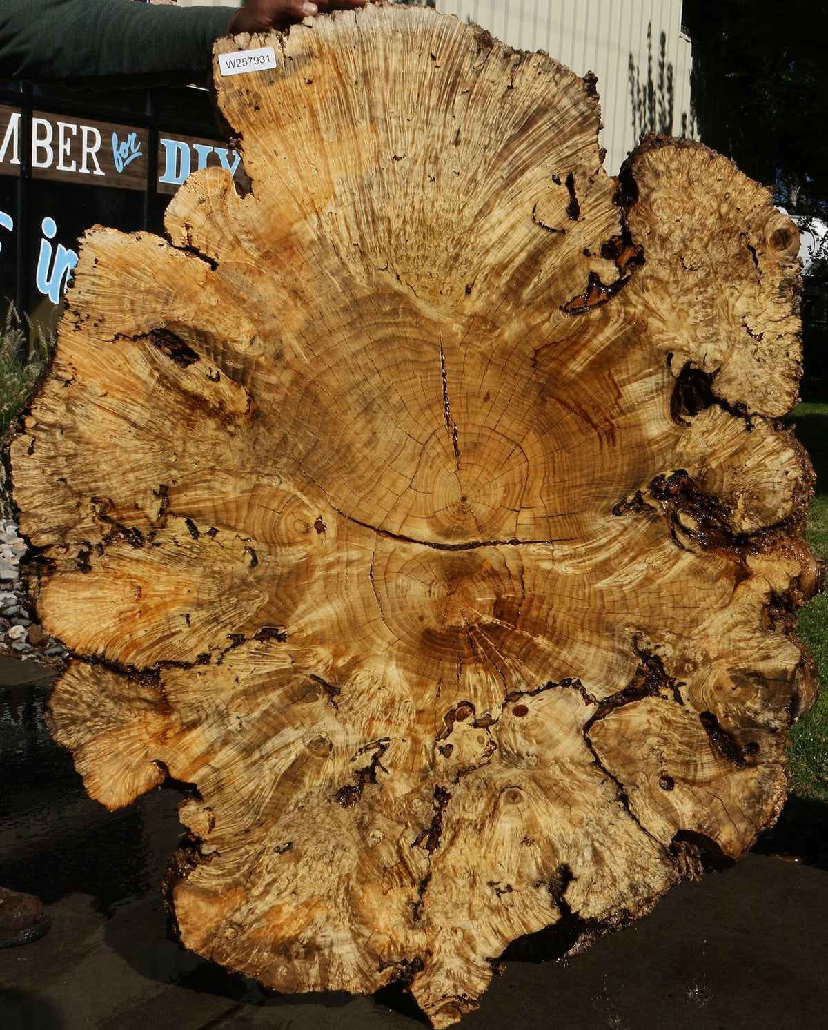 Rustic Box Elder Burl Cookie