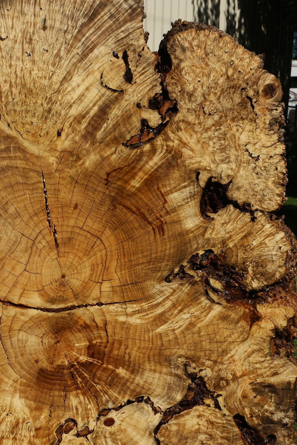 Rustic Box Elder Burl Cookie