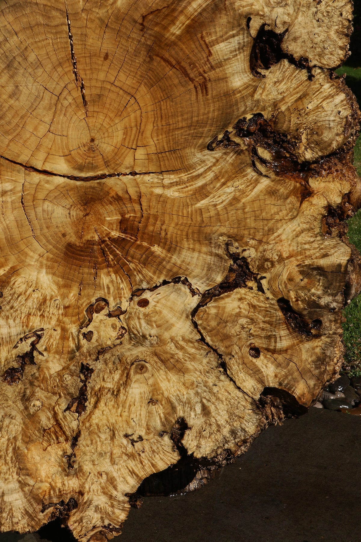 Rustic Box Elder Burl Cookie