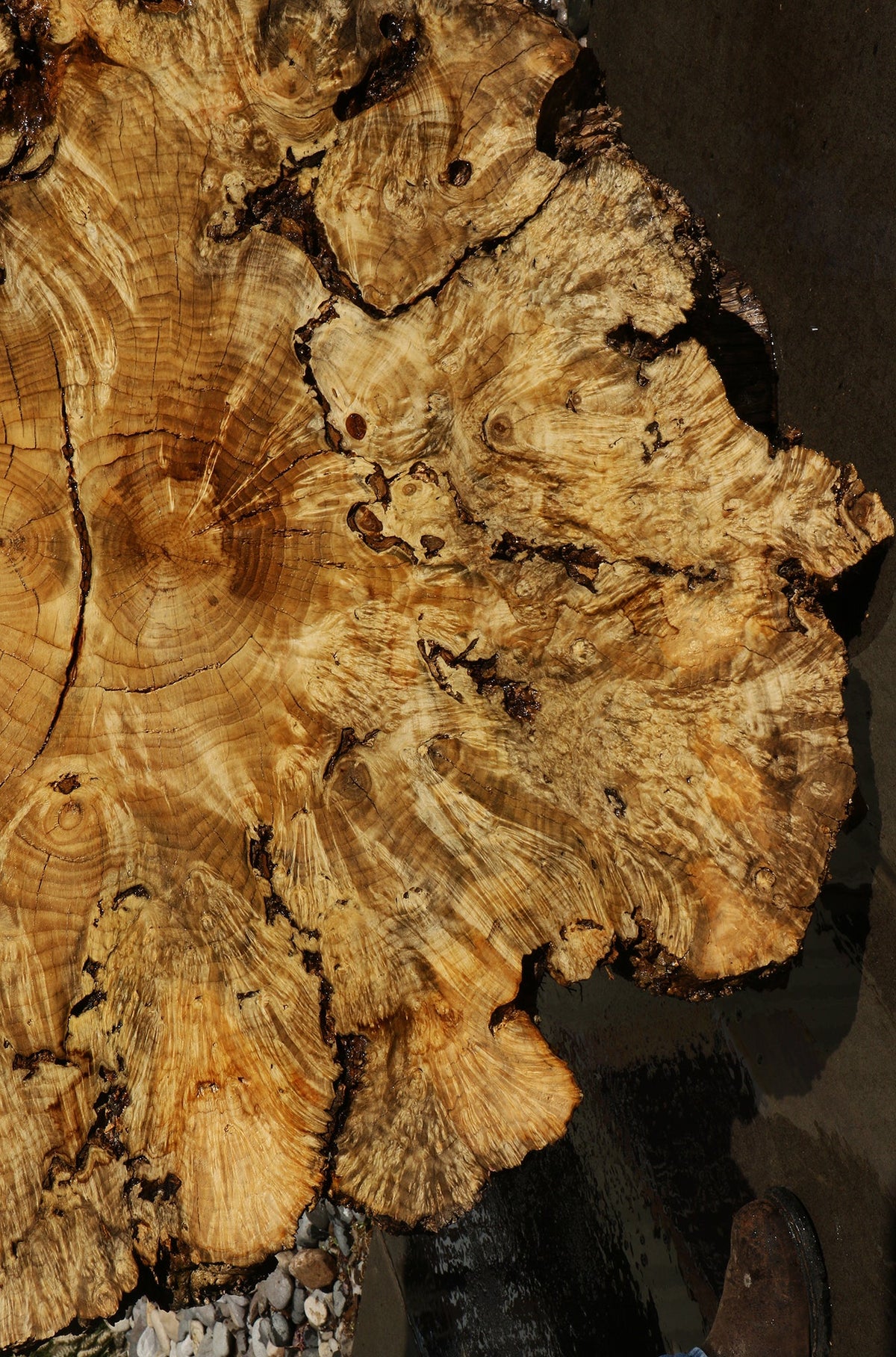 Rustic Box Elder Burl Cookie