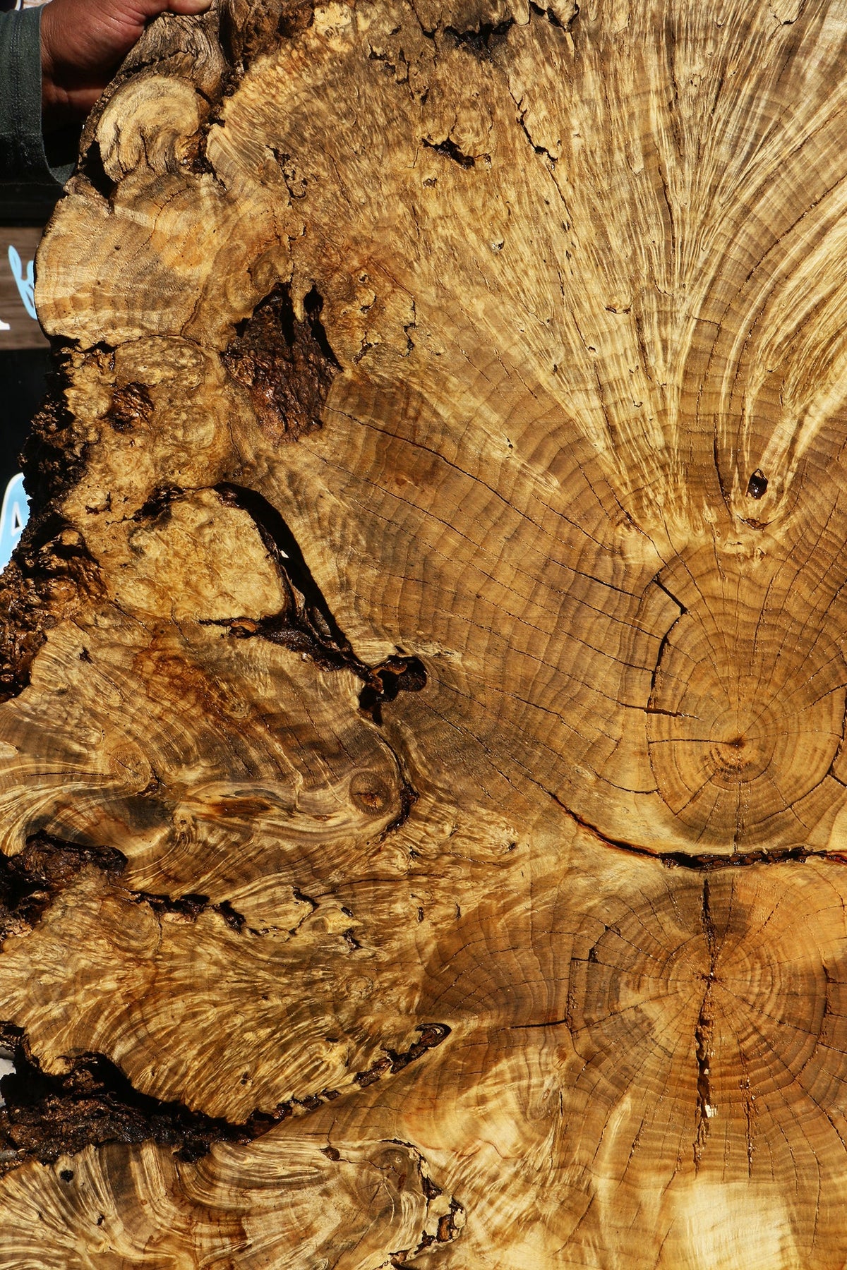Rustic Box Elder Burl Cookie