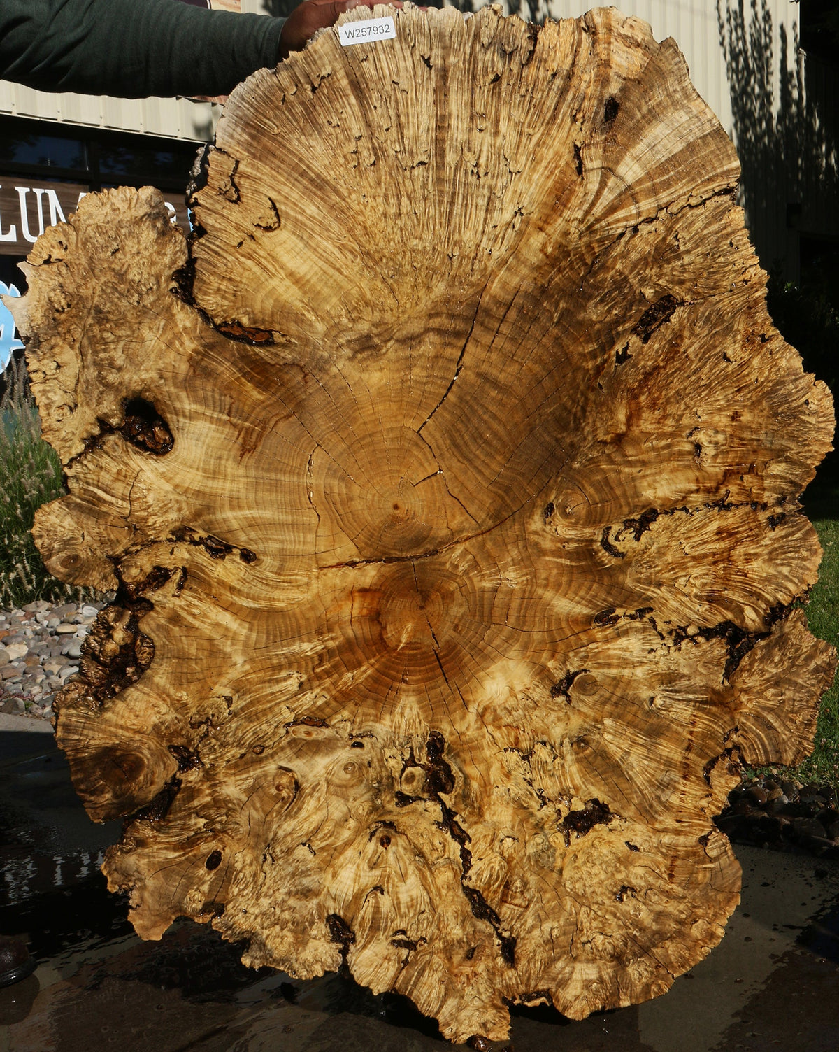 Rustic Box Elder Burl Cookie
