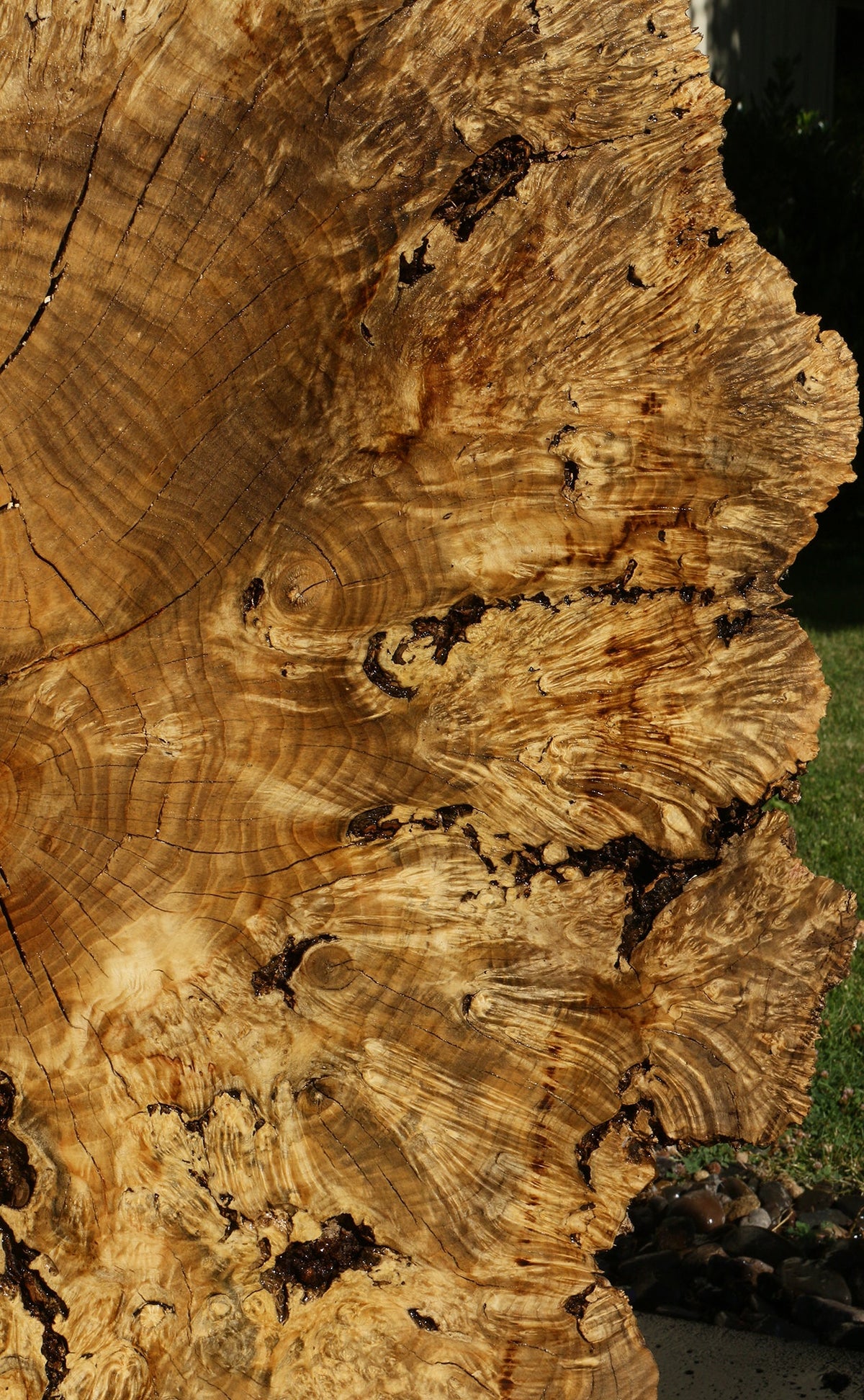 Rustic Box Elder Burl Cookie