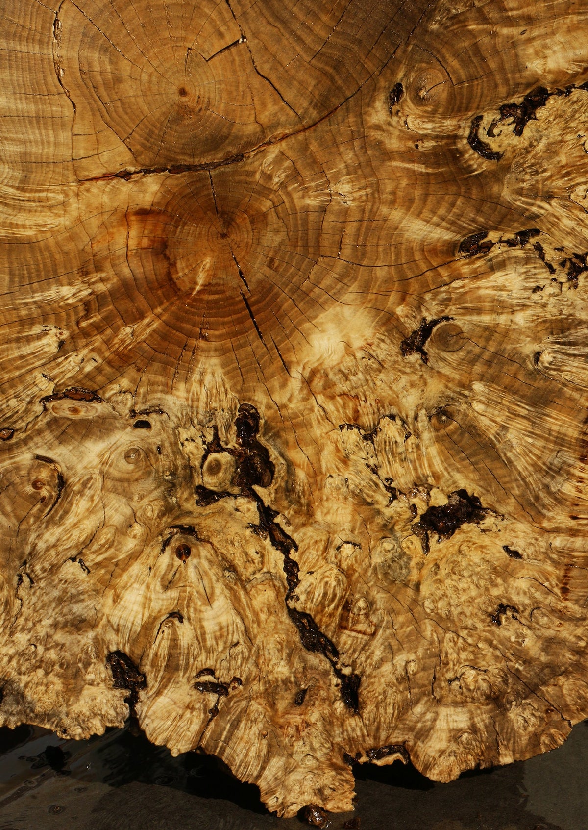 Rustic Box Elder Burl Cookie