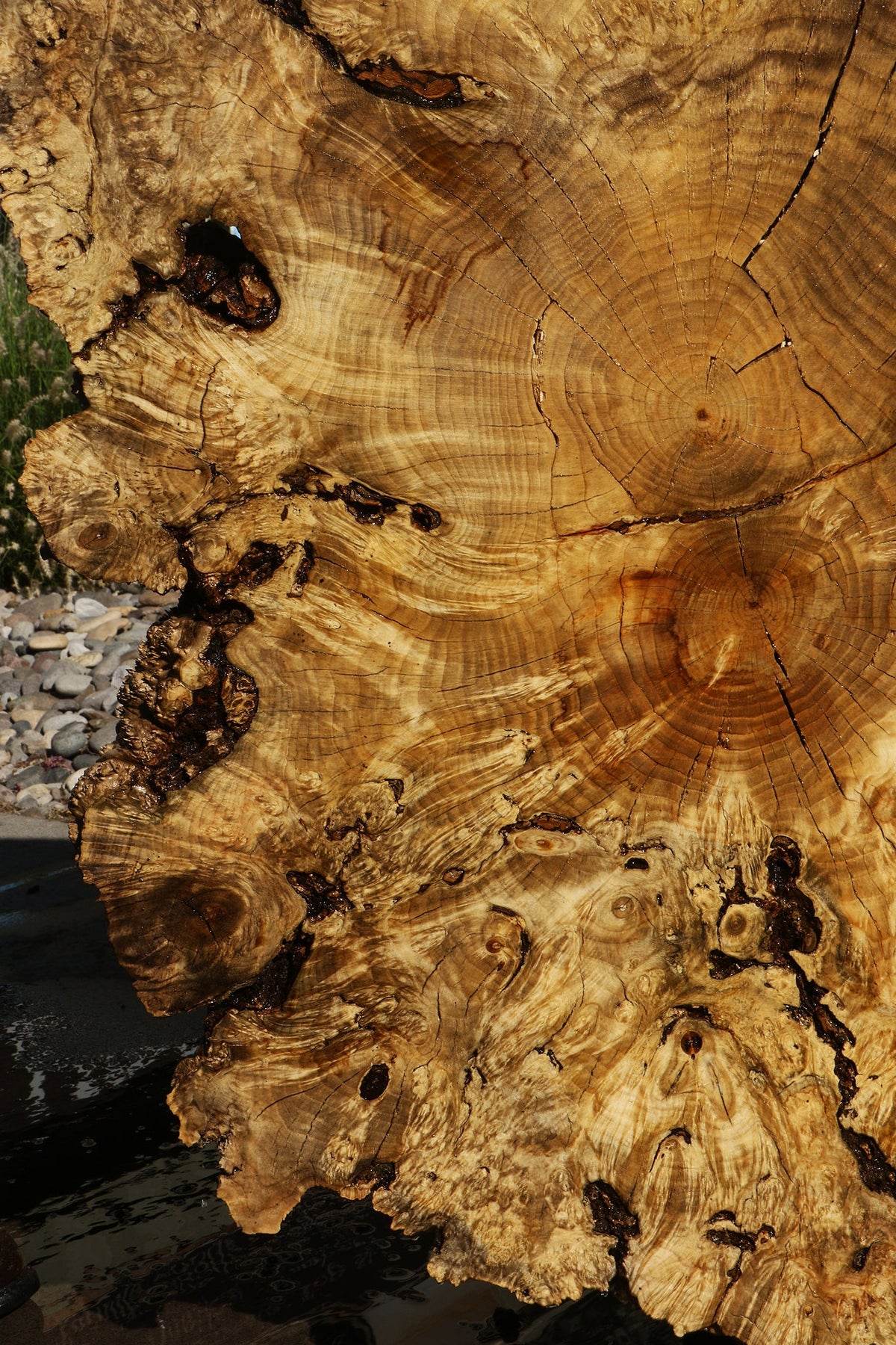 Rustic Box Elder Burl Cookie