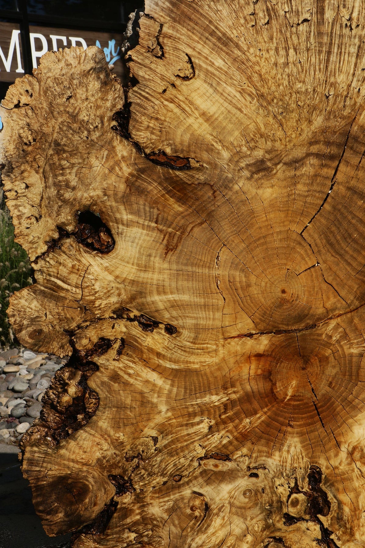 Rustic Box Elder Burl Cookie